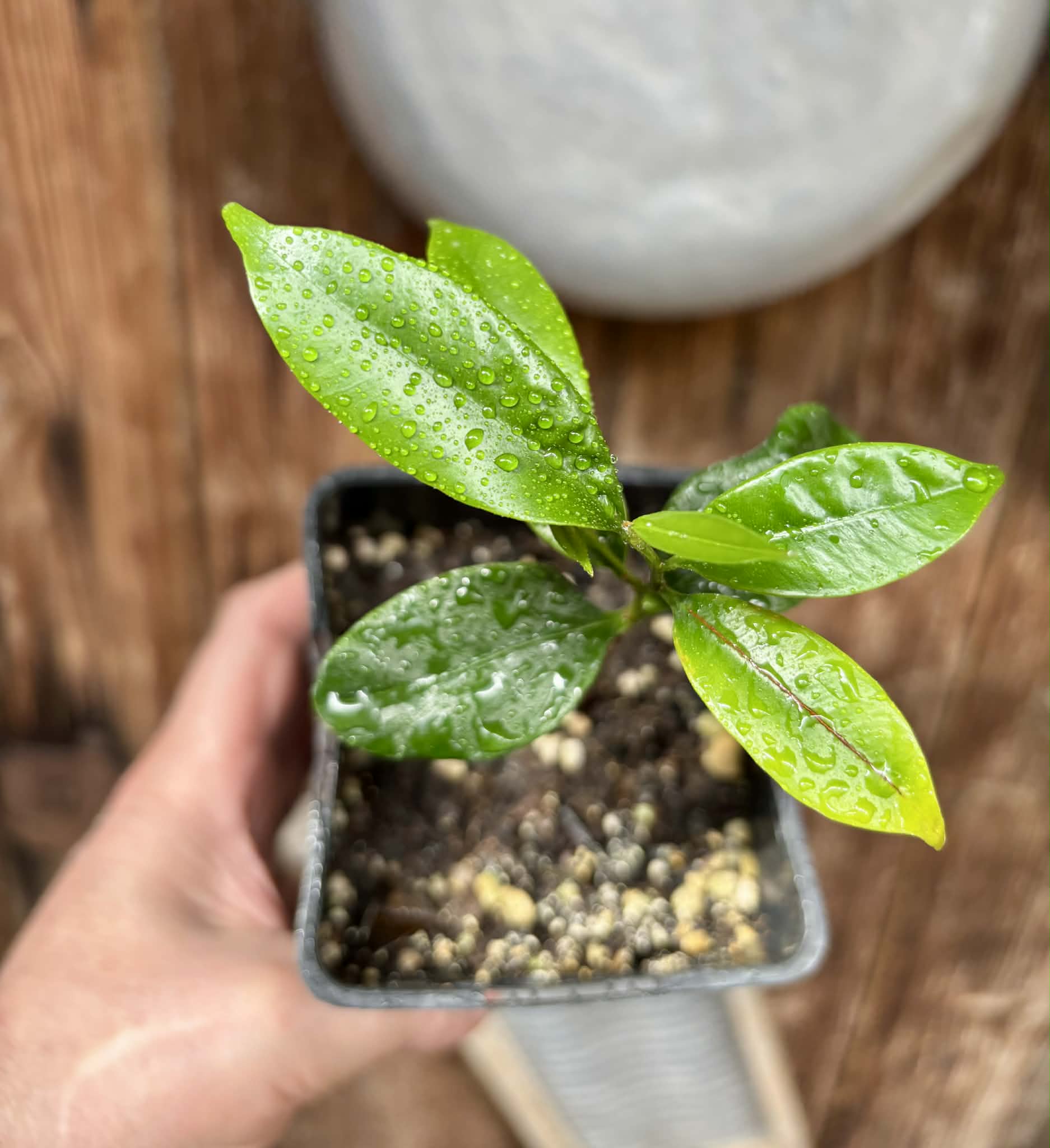 Diploon cuspidatum  -  1 potted seedling / 1 getopfter Sämling