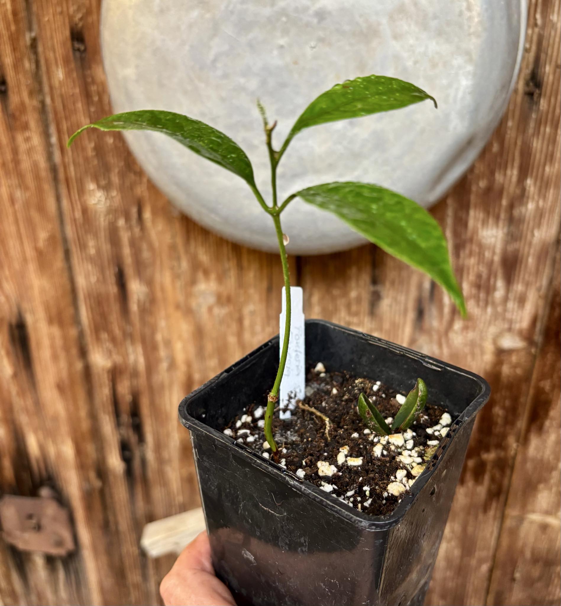 Pouteria aff egregia  -  1 potted seedling / 1 getopfter Sämling
