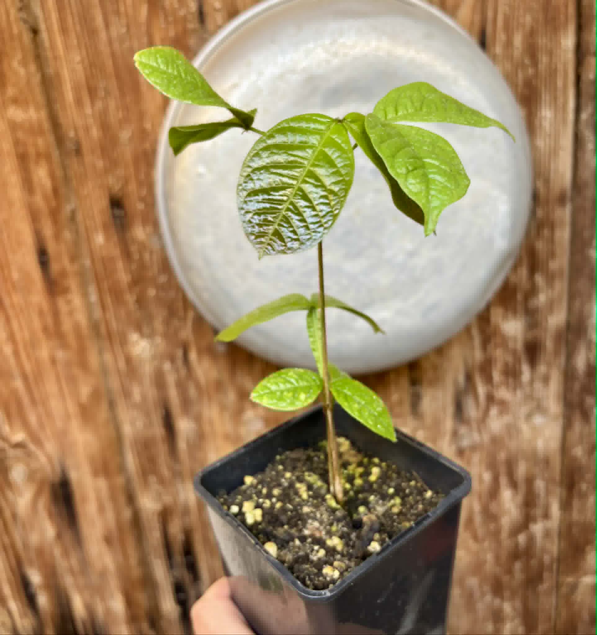 Inga aptera  - 1 potted seedling / 1 getopfter Sämling