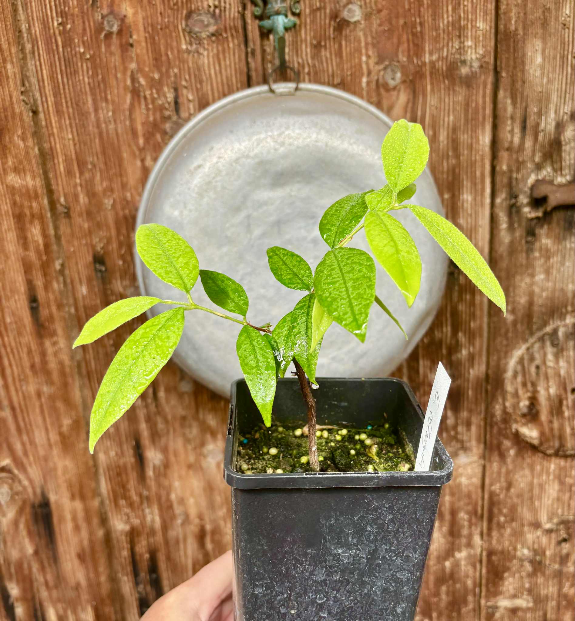 Eugenia oblongata - 1 potted plant / 1 getopfte Pflanze
