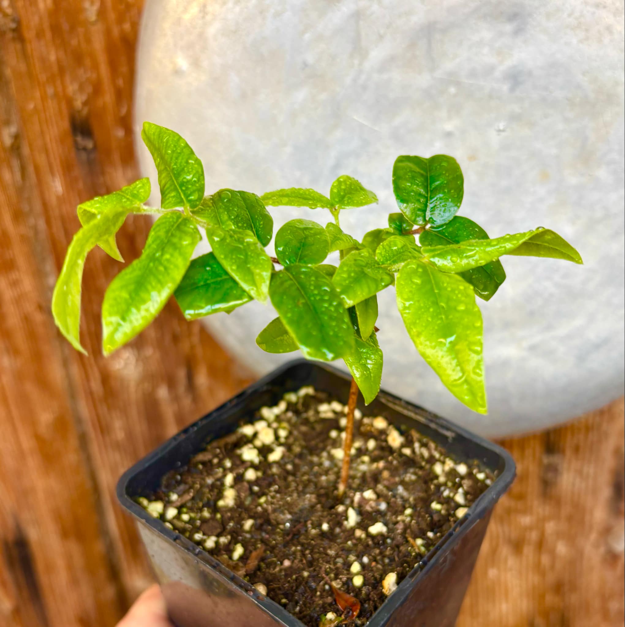 Myrciaria glazioviana - Cabeludinha  -  1 potted seedling  / 1 getopfter Sämling