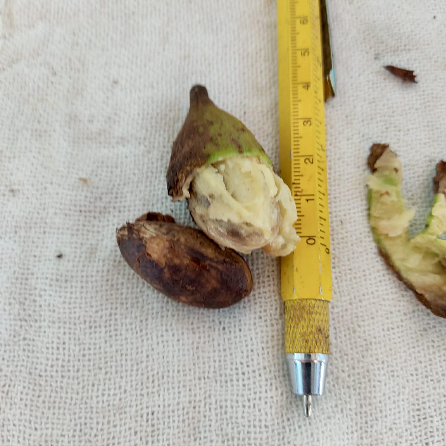 only 10 seeds - Pre Order - Eugenia sp Bananinha - 1 fresh seed / 1 frischer Samen