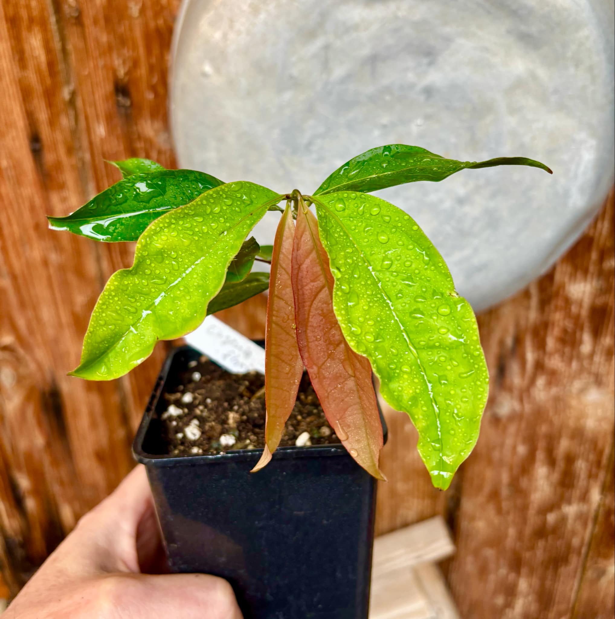 Eugenia florida - 1 potted plant / 1 getopfte Pflanze