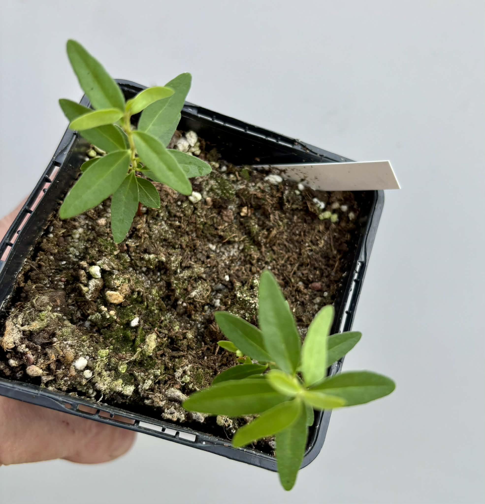 2 in 1 pot - Guayabita (Psidium oligospermum) - 2 seedlings in one pot / 2 Sämlinge in einem Topf