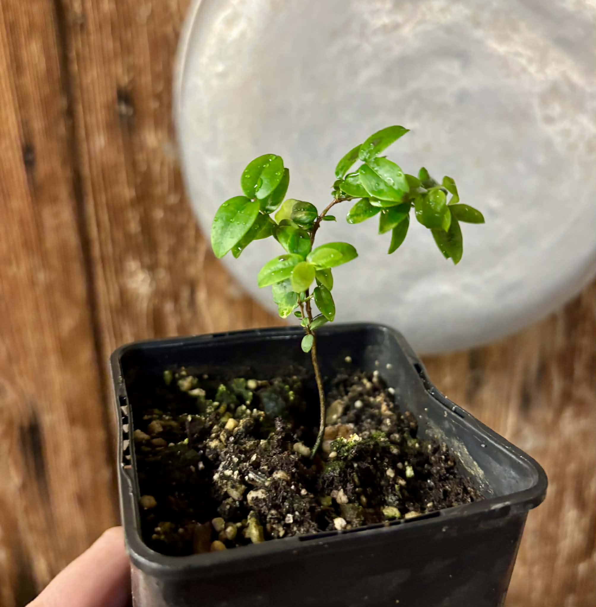 Plinia sp Cruz de Diamantina - 1 small potted plant/ 1 kleine, getopfte Pflanze