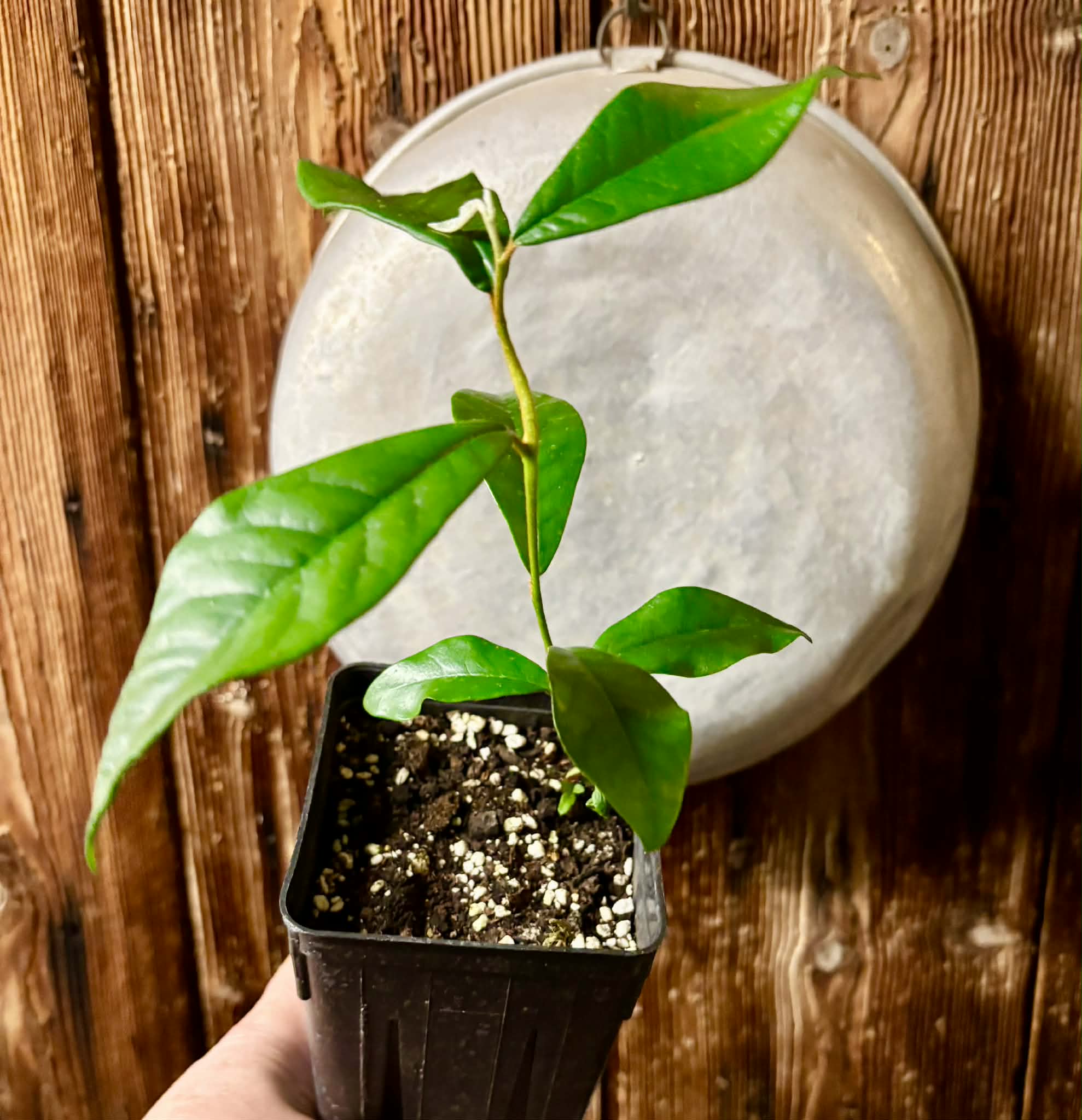 Chrysophyllum januariense  -  1 potted seedling / 1 getopfter Sämling