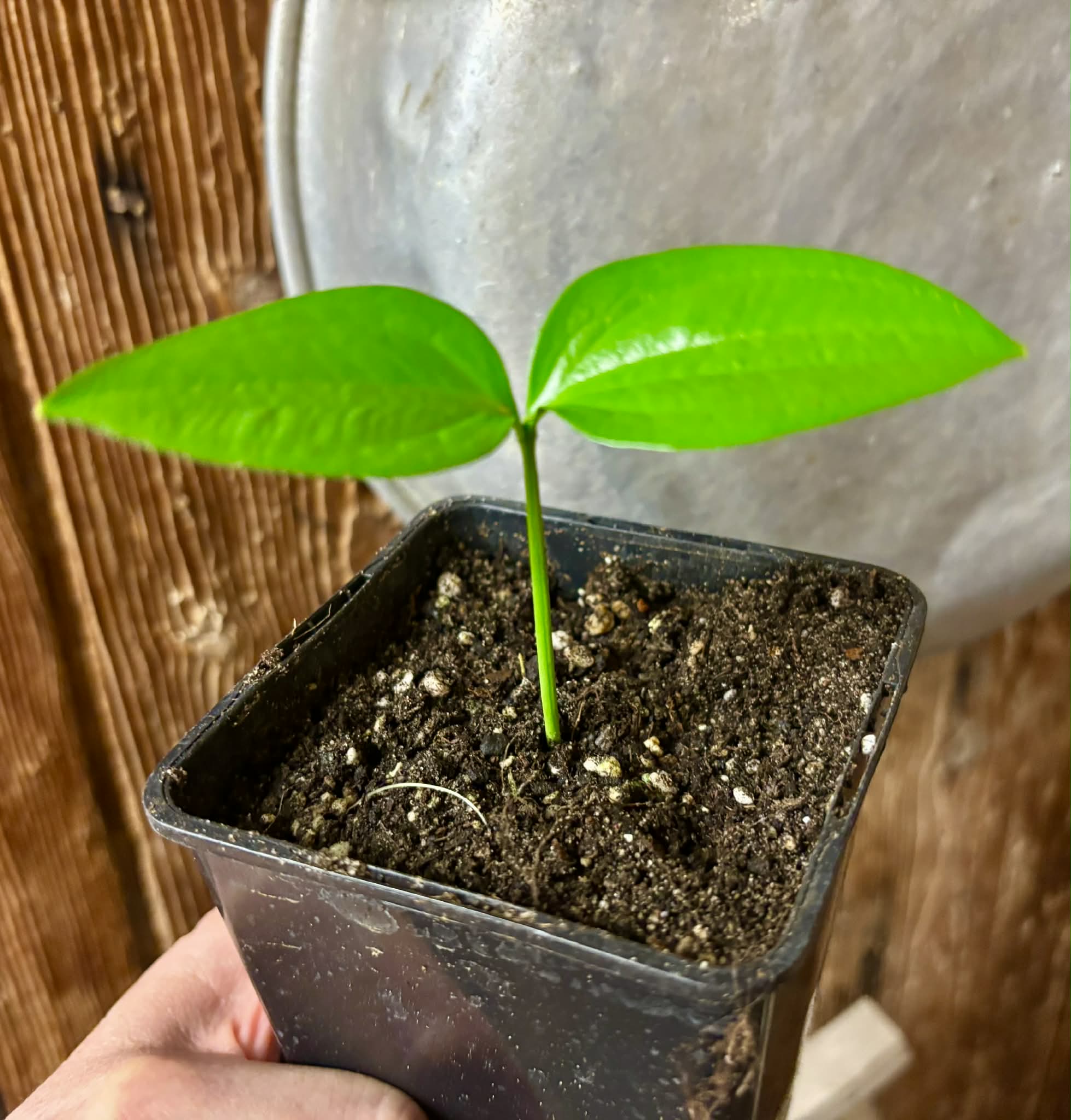 Dulacia sp. Cafe doce  -  1 potted seedling / 1 getopfter Sämling