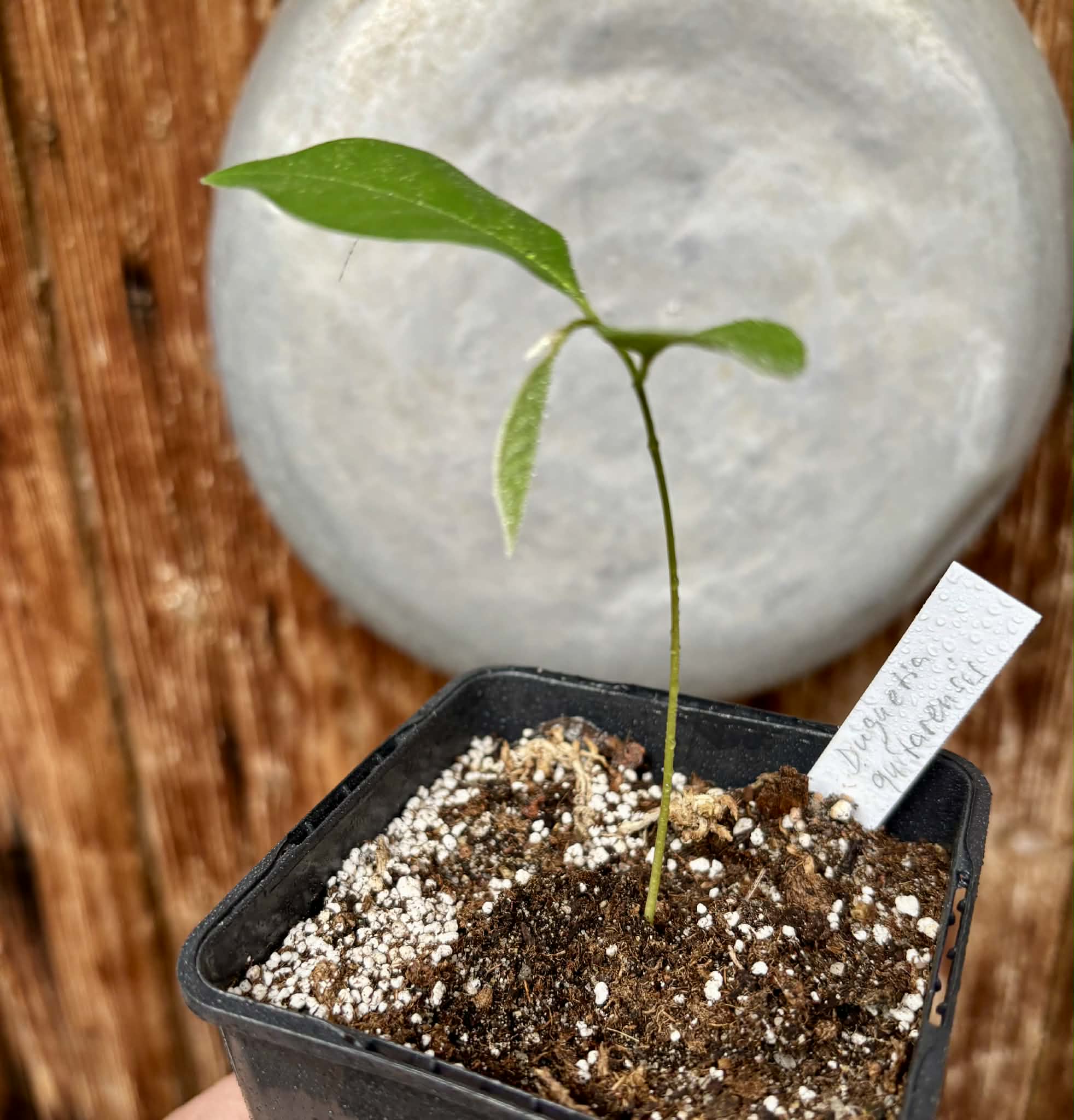 Duguetia cf quitarensis - 1 potted seedling / 1 getopfter Sämling