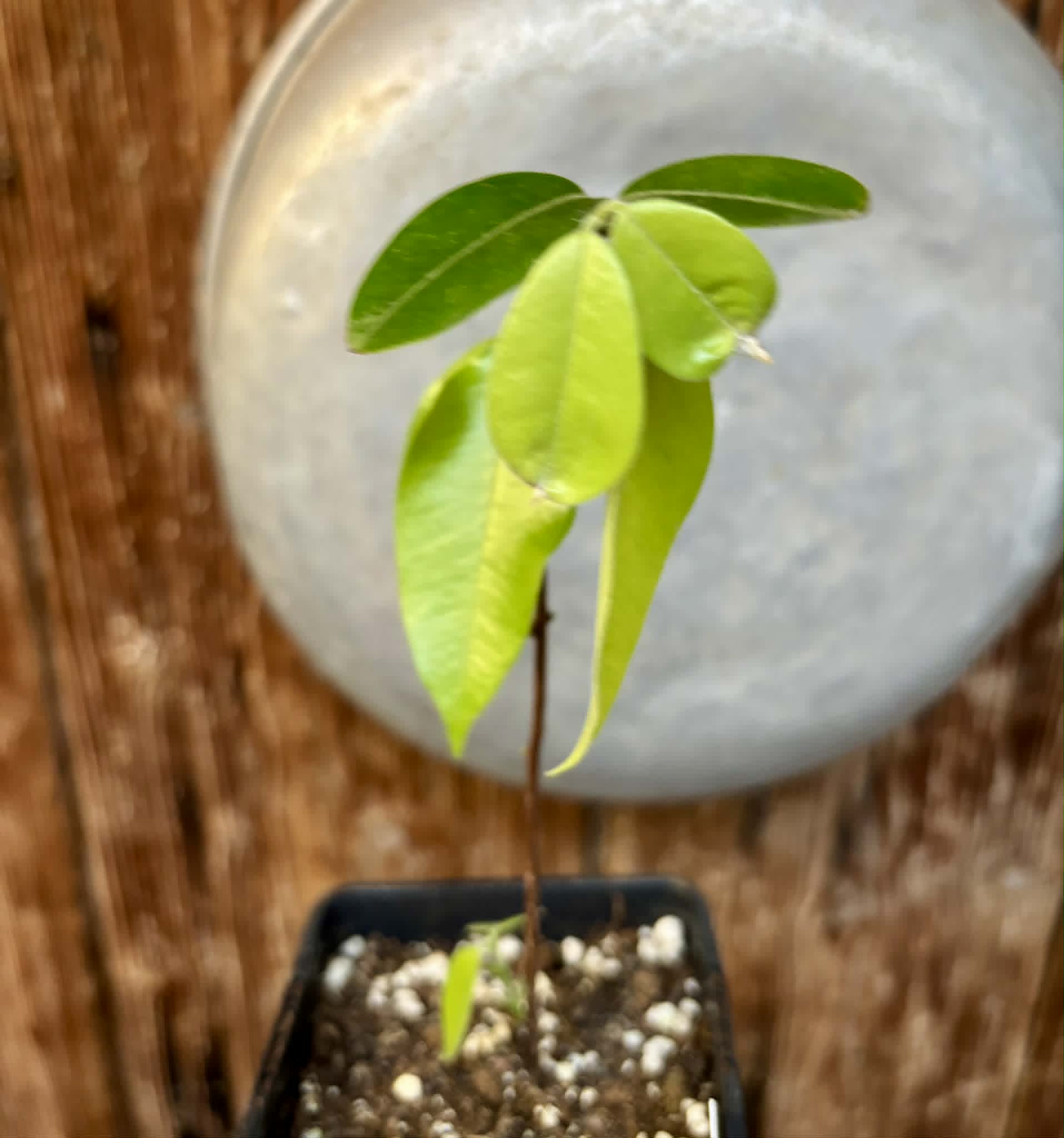 Cambuca (Plinia edulis) - 1 potted seedling / 1 getopfter Sämling