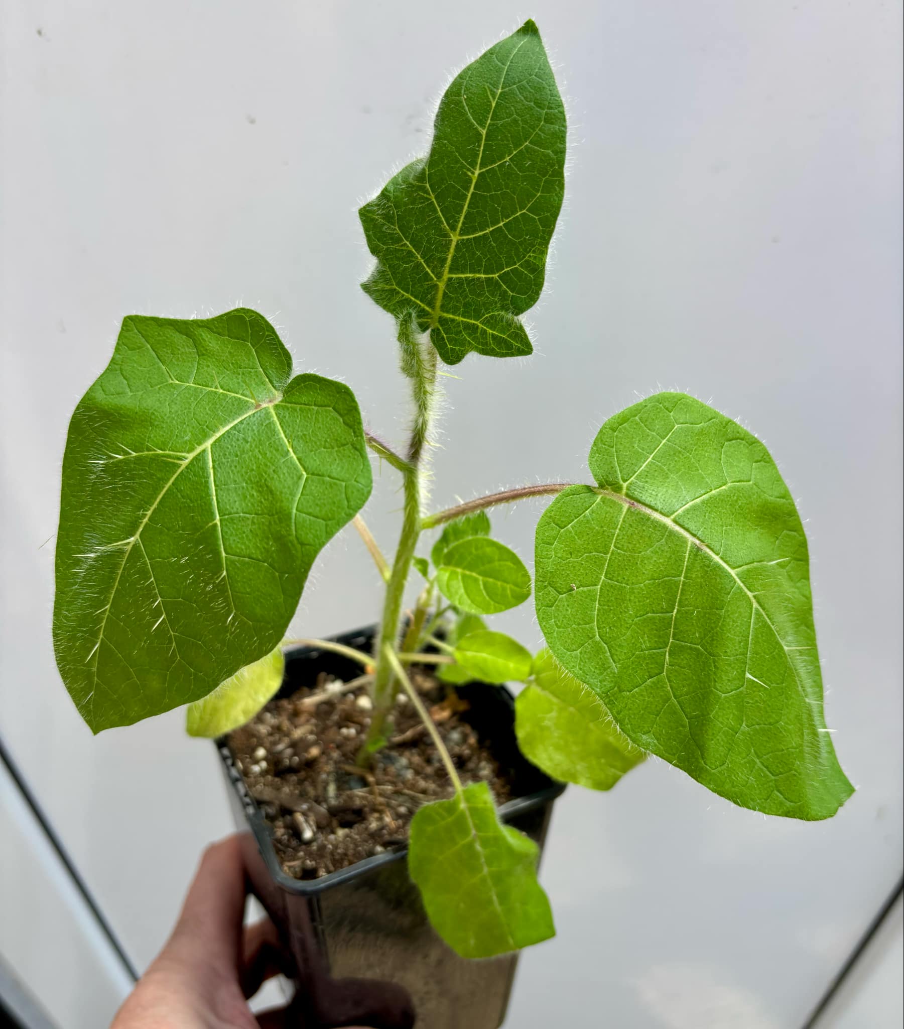 Solanum vestissimum - 1 potted plant / 1 getopfte Pflanze Solanum vestissimum - 1 potted plant / 1 getopfte Pflanze