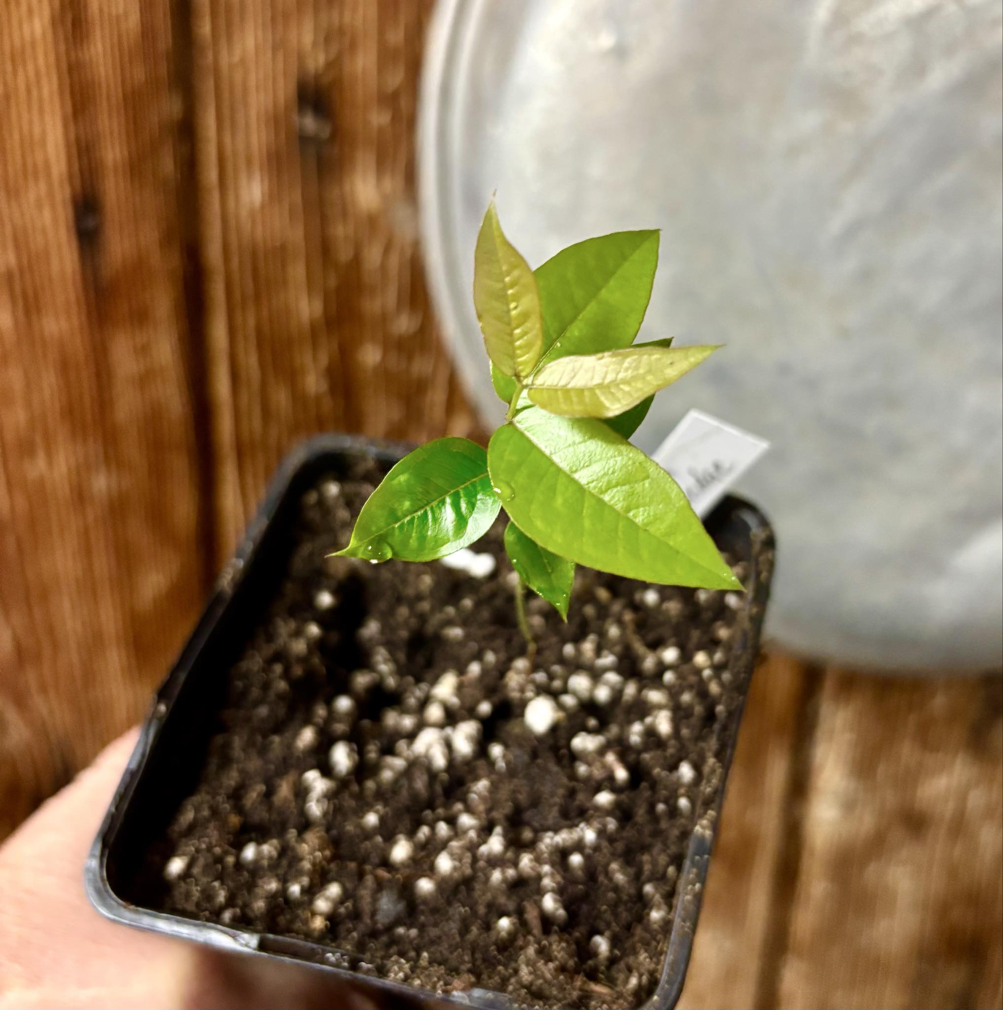 Plinia povedae - 1 potted seedling / 1 getopfter Sämling