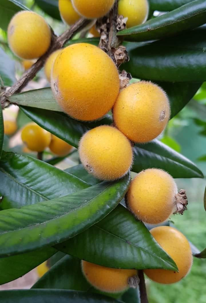 9 years old - Yellow Jaboticaba (Myrciaria glazioviana) - 1 potted plant / 1 getopfte Pflanze 