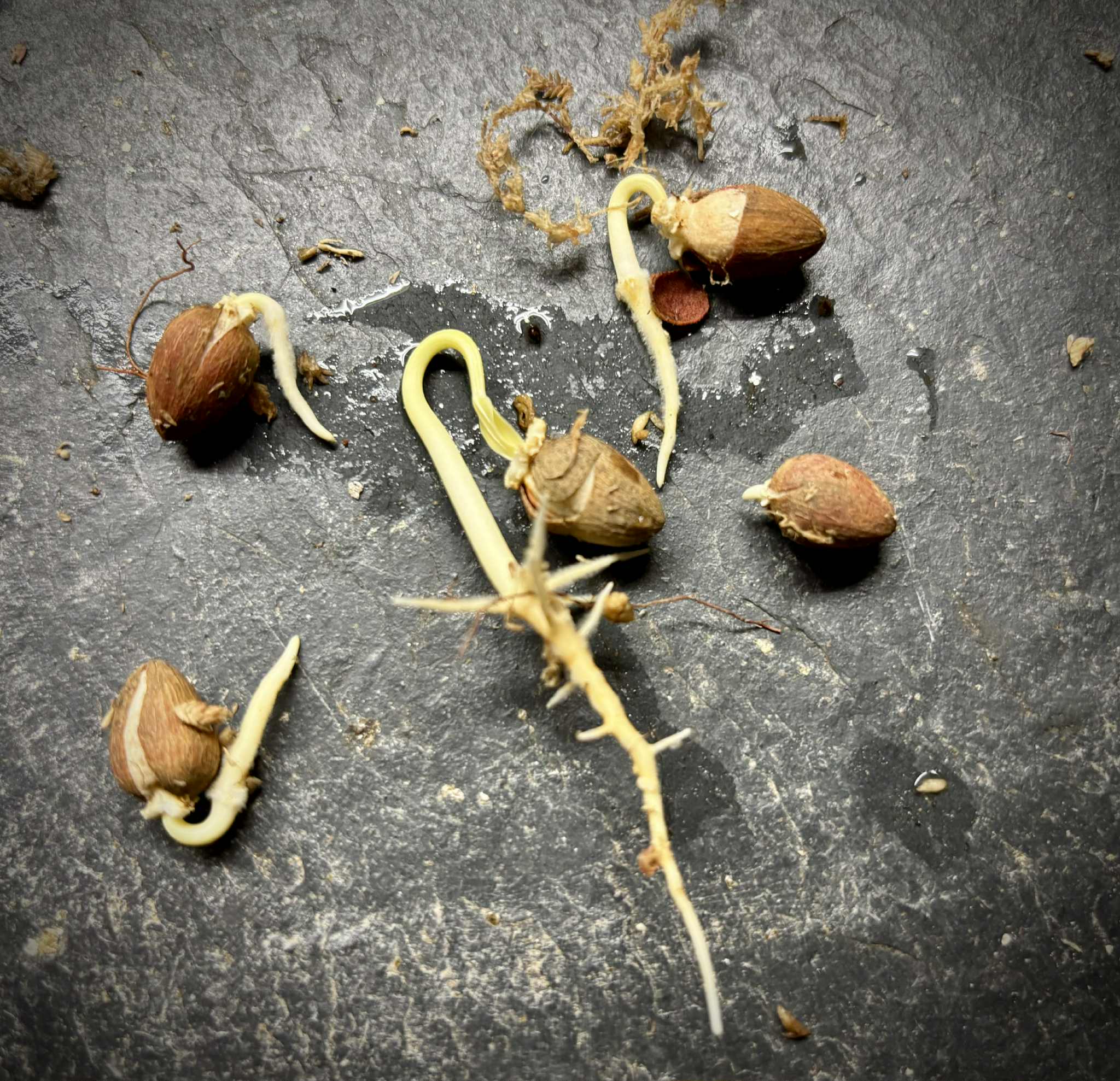 Dulacia sp. Cafe doce  -  1 germinated seed / 1 gekeimter Samen