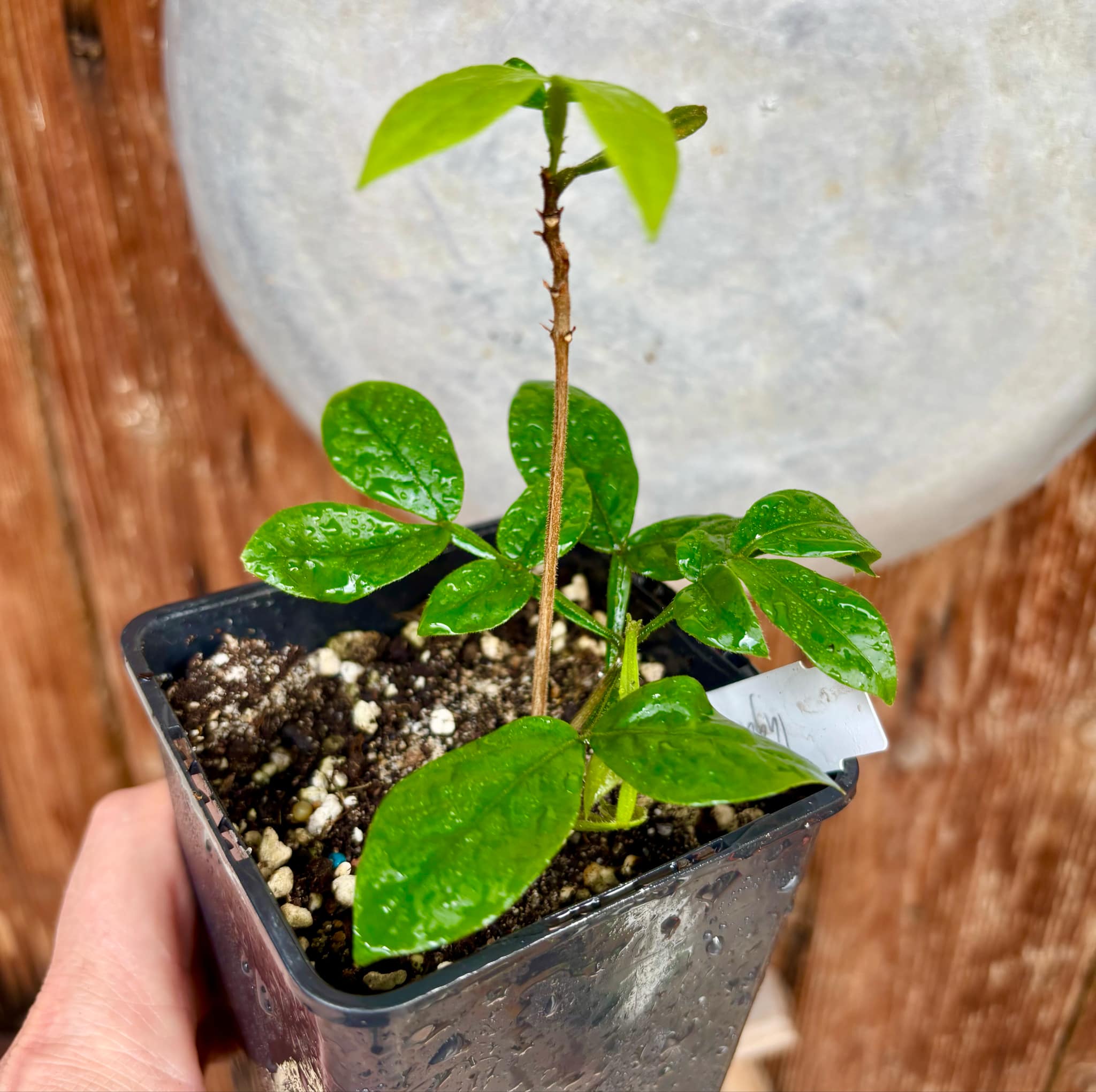 Inga sp Pequena -  1 potted plant / 1 getopfte Pflanze