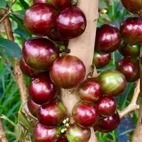 Red Hybrid Jaboticaba (Plinia cauliflora x aureana) - 1 potted plant / 1 getopfte Pflanze