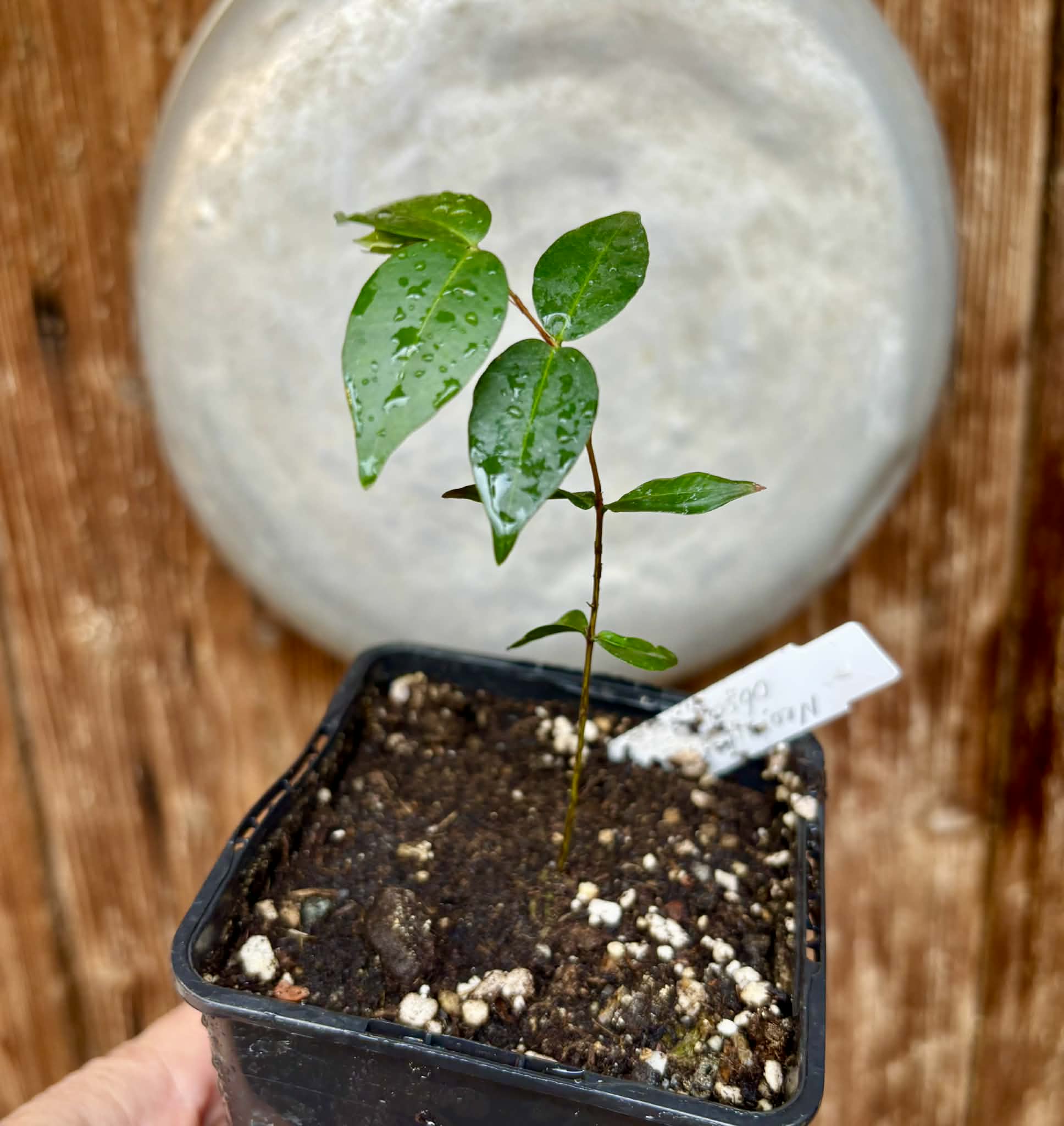 Neomitranthes obscura - 1 potted seedling/ 1 getopfter Sämling