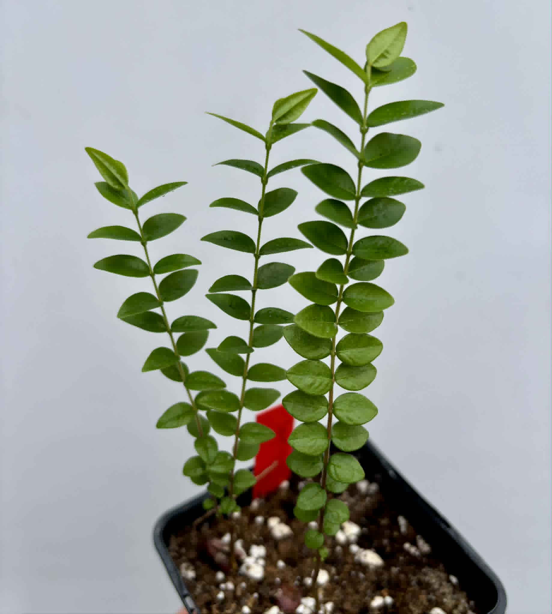 2 in 1 pot - Myrciaria sp Pastora - 2 seedlings in one pot / 2 Sämlinge in einem Topf