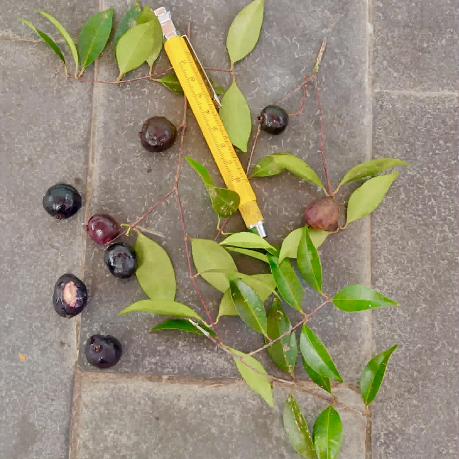 Pre Order - Eugenia sp Polpa branca Santuario - 1 fresh seed / 1 frischer Samen