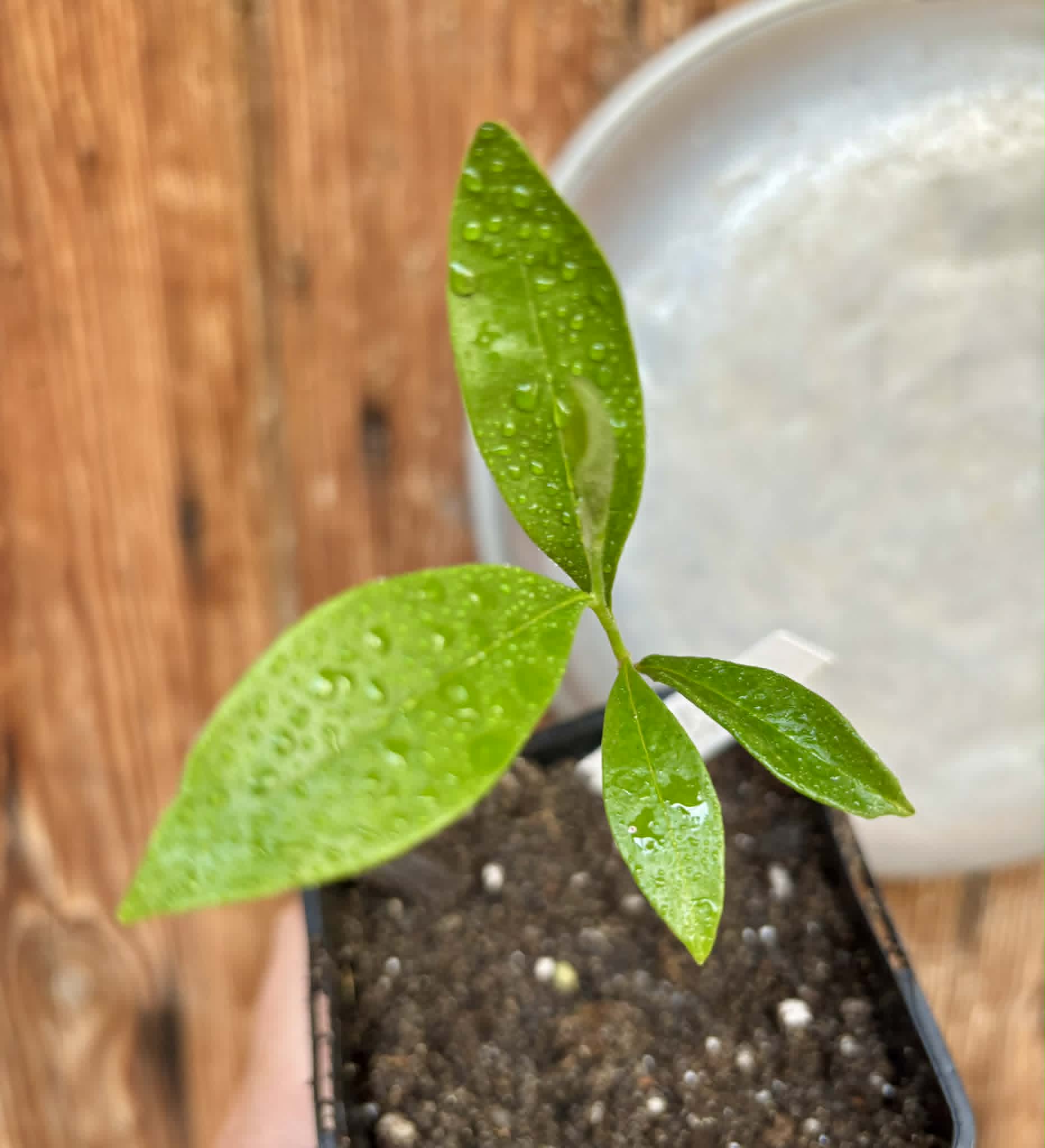Duguetia cf. vallicola  - 1 potted seedling / 1 getopfter Sämling