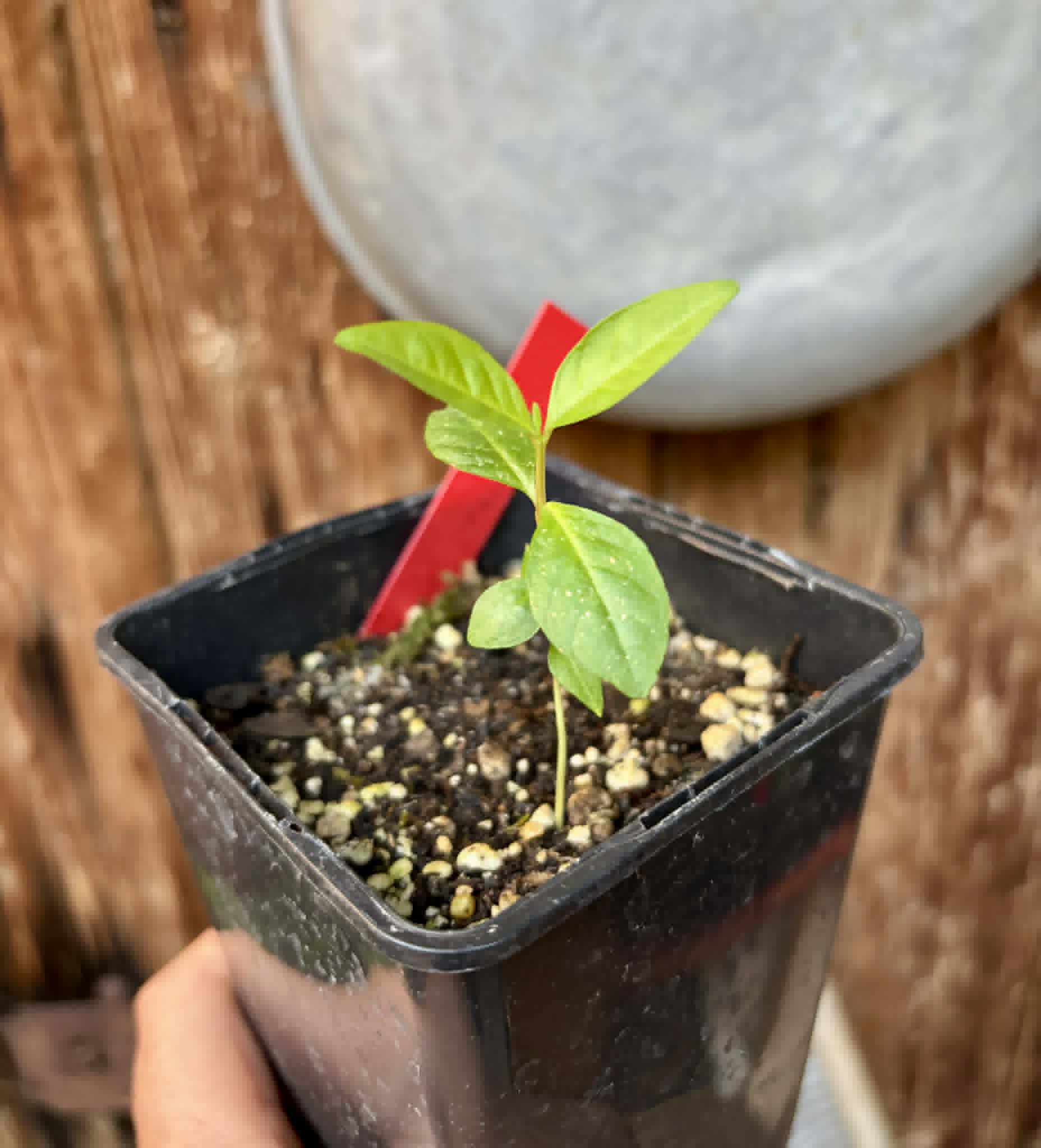 fruits after 2 years in Brasil - Psidium guajava  "Paluma"  - 1 potted seedling / 1 getopfter Sämling