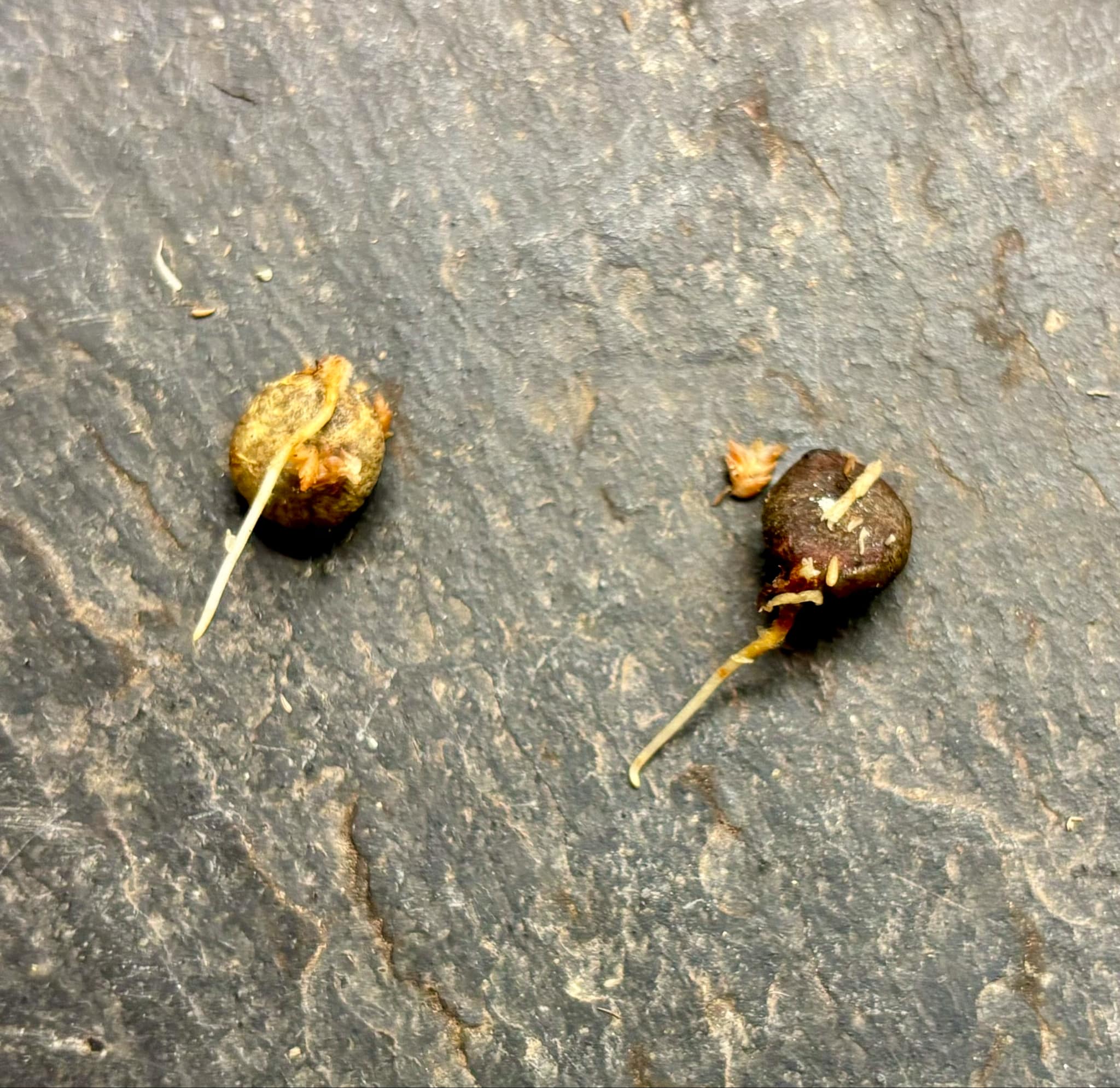 Eugenia sp Itacare vermelha -  1 germinated seed / 1 gekeimter Samen
