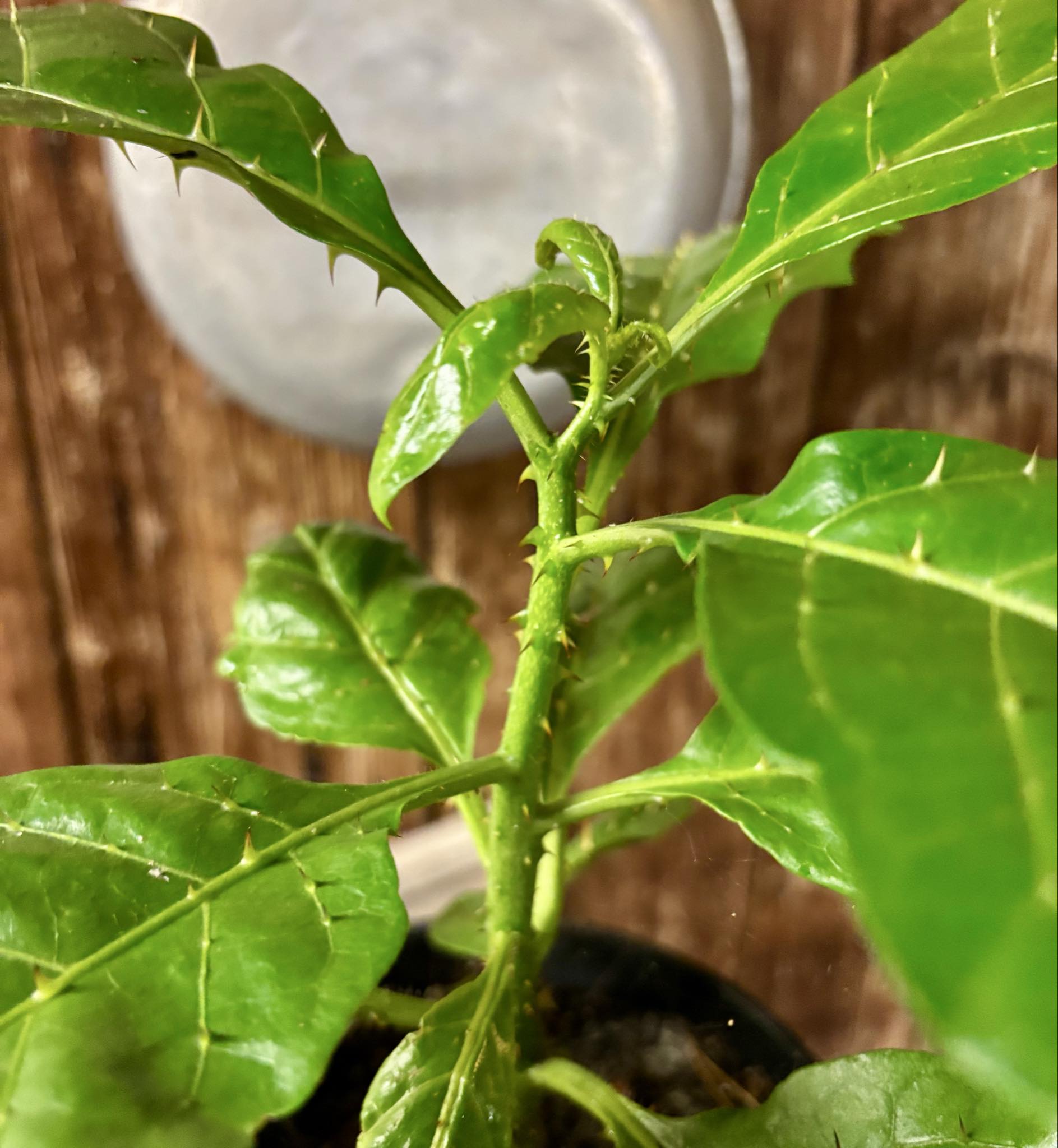 Solanum sp Verde Bahia - 1 potted plant / 1 getopfte Pflanze