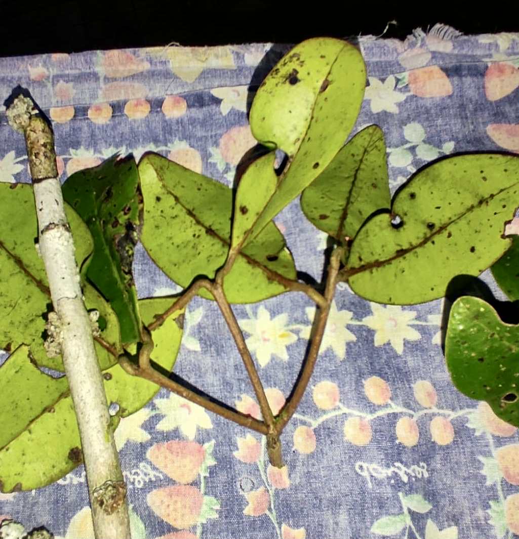 Eugenia sp Essencia negra - 1 germinated seed / 1 gekeimter Samen Eugenia sp Essencia negra - 1 germinated seed / 1 gekeimter Samen