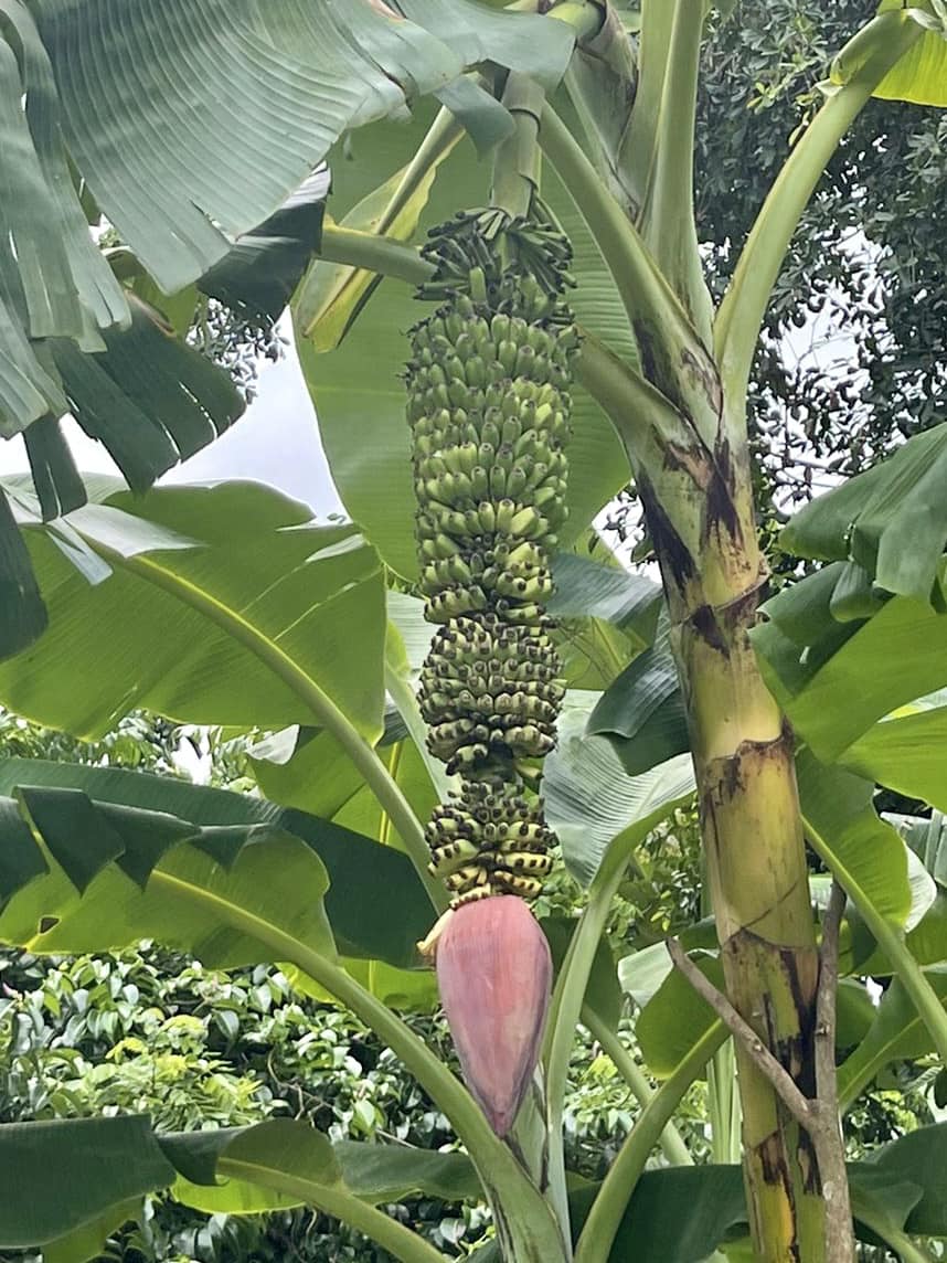 1000 Finger Banana (Musa chiliocarpa) - 1 potted plant / 1 getopfte Pflanze