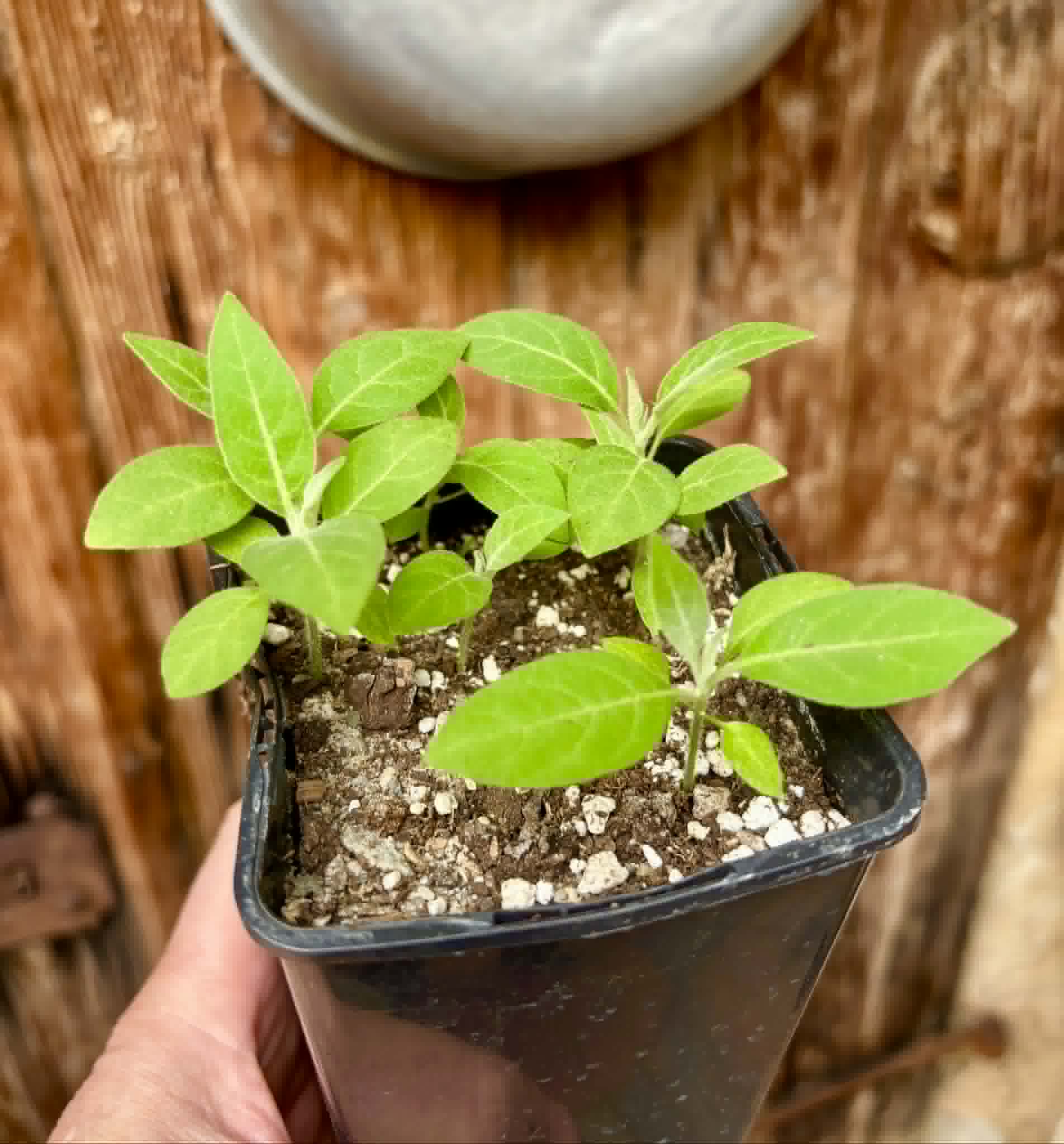 5 in 1 pot - Solanum sp. Mata Escura - 5 seedlings in one pot - 5 Sämlinge in einem Topf