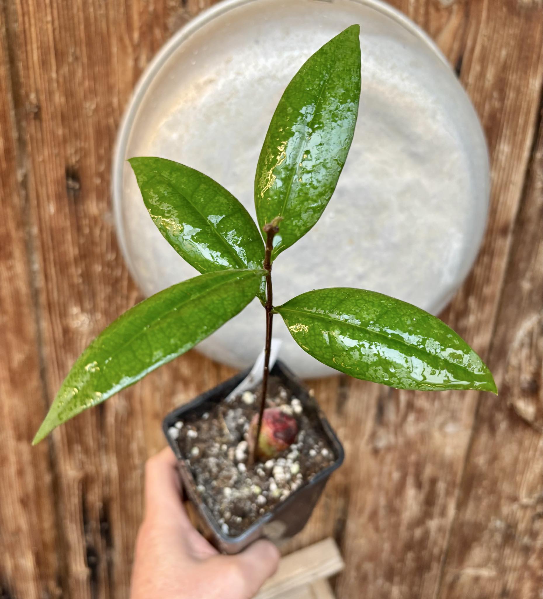 Eugenia sp Maca BIG -  1 potted seedling / 1 getopfter Sämling