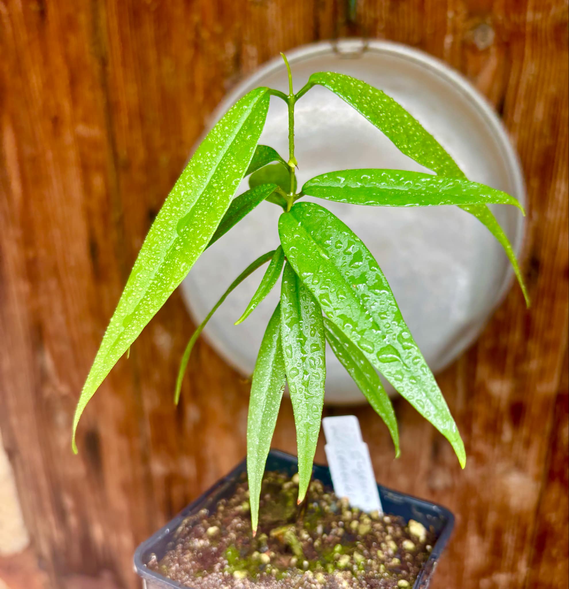 Eugenia bahiensis var. Sementes pintada  - 1 potted plant / 1 getopfte Pflanze