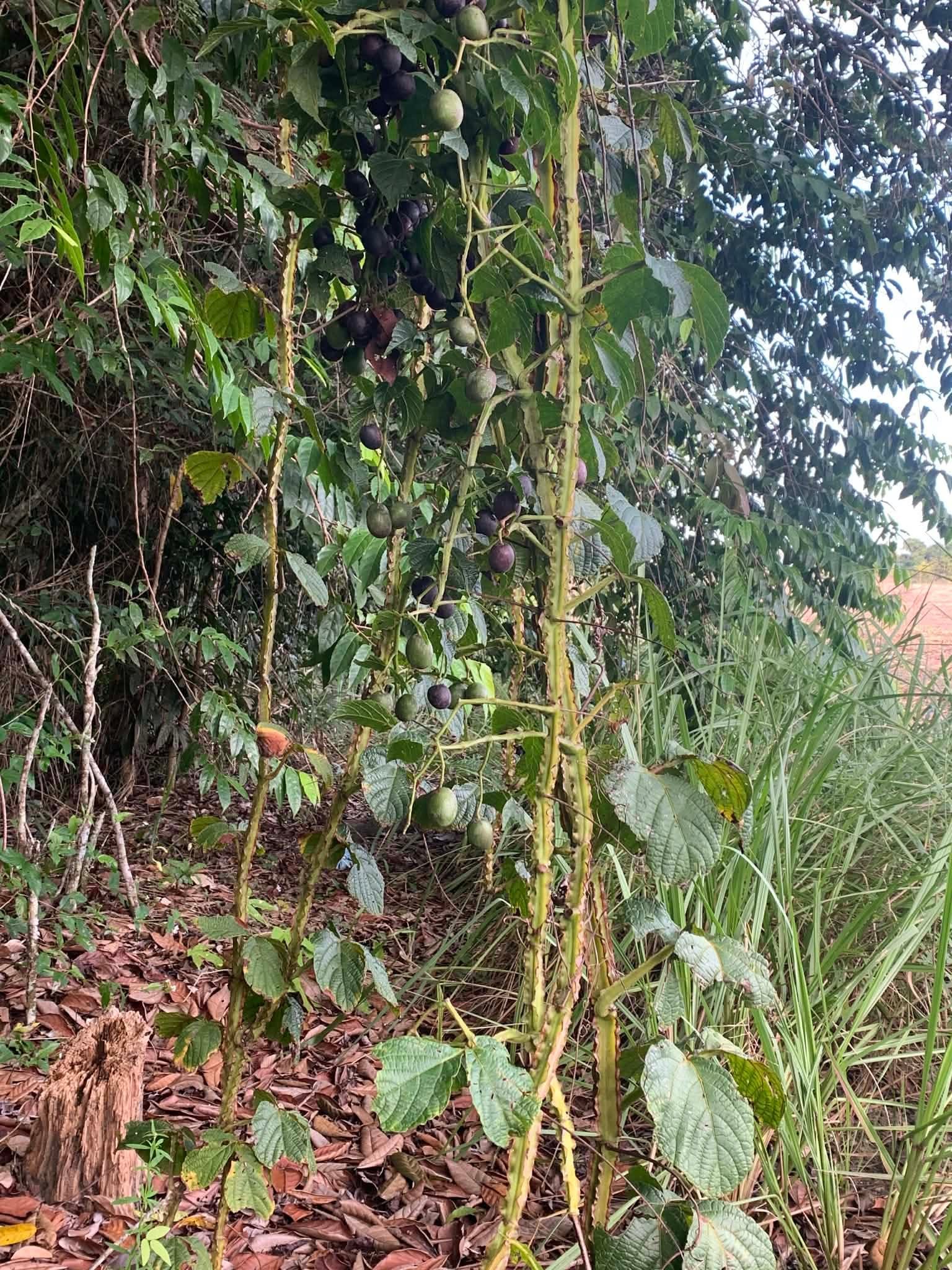 Pre Order - Uva do Mato de Mico-Dourado (Cissus stipulata) - 1 fresh seed / 1 frischer Samen
