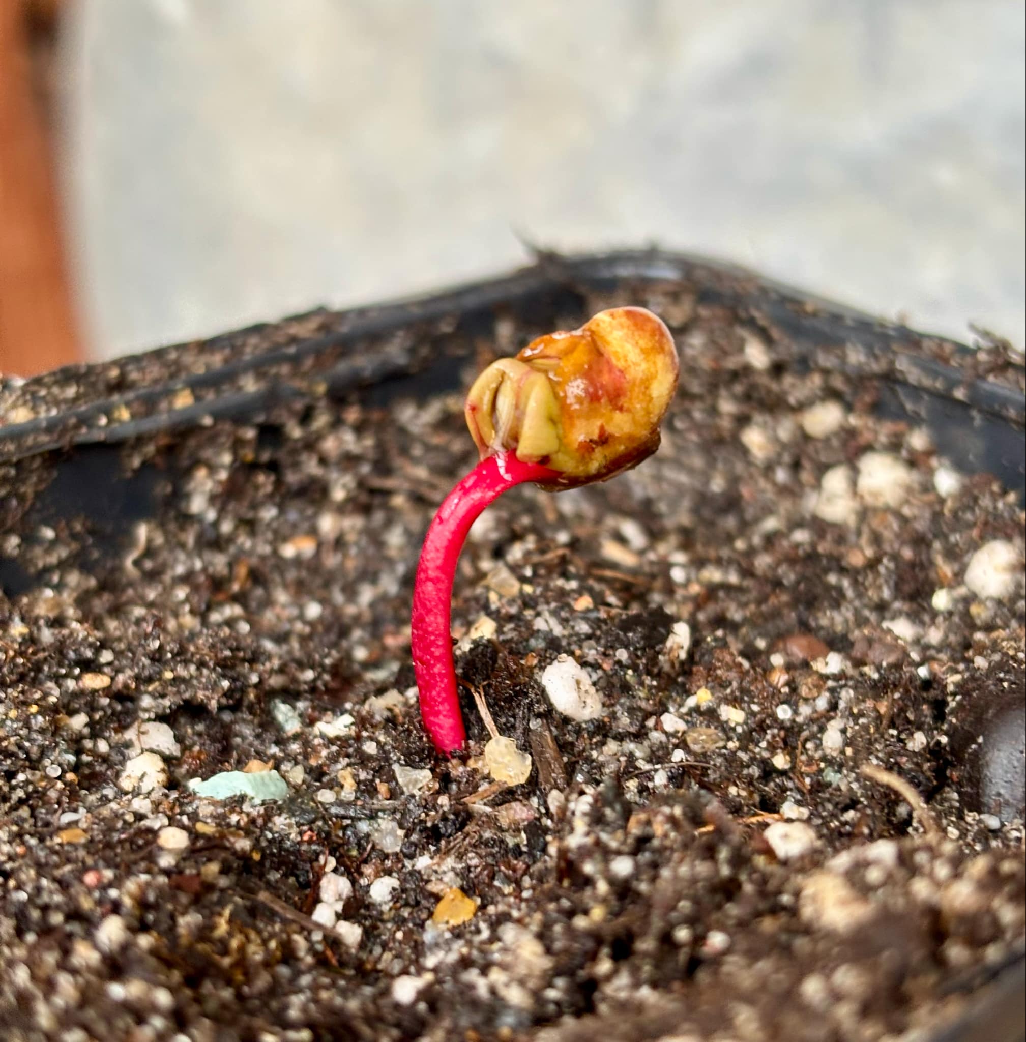 Myrcia sp Jaboticaba Bahia -  1 small potted seedling / 1 kleiner, getopfter Sämling