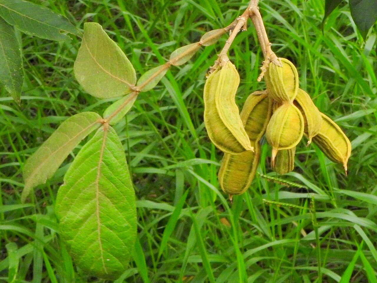 Inga vera  - 1 potted seedling / 1 getopfter Sämling