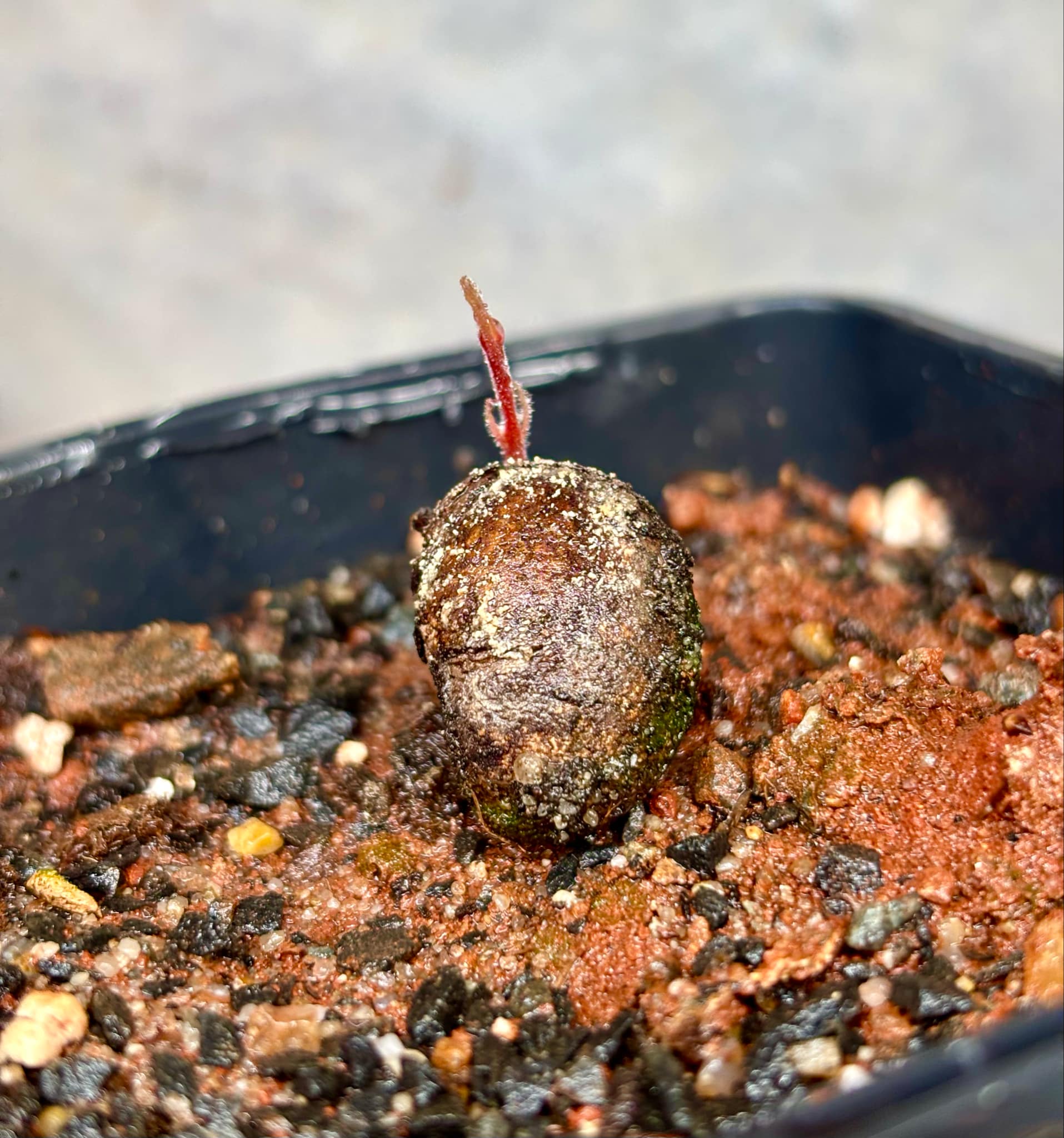 Eugenia campininha  -  1 small potted seedling / 1 kleiner, getopfter Sämling