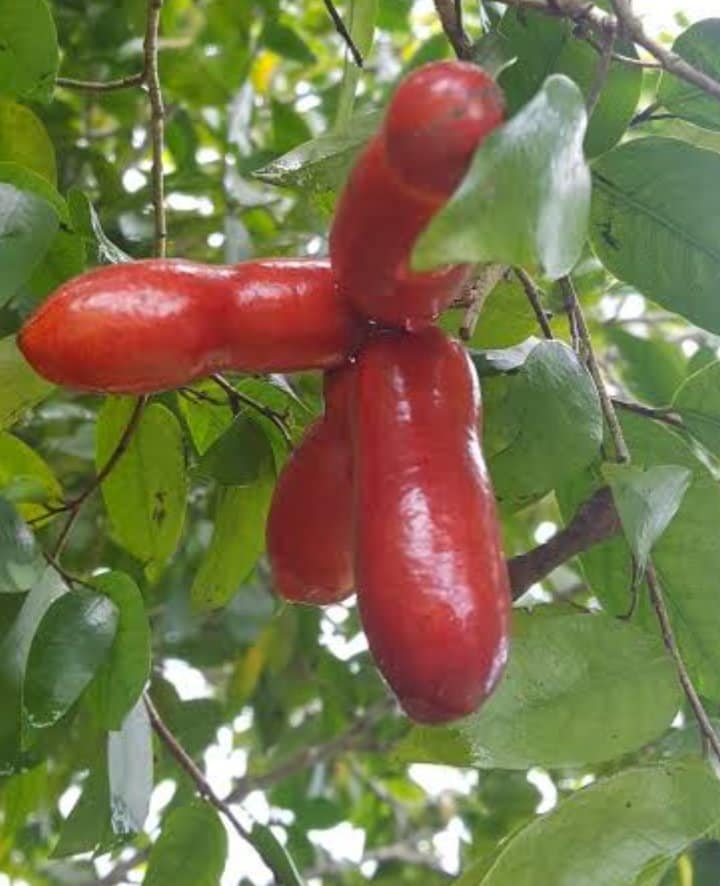 Fingersop (Meiogyne cylindrocarpa) - 1 fresh seed / 1 frischer Samen