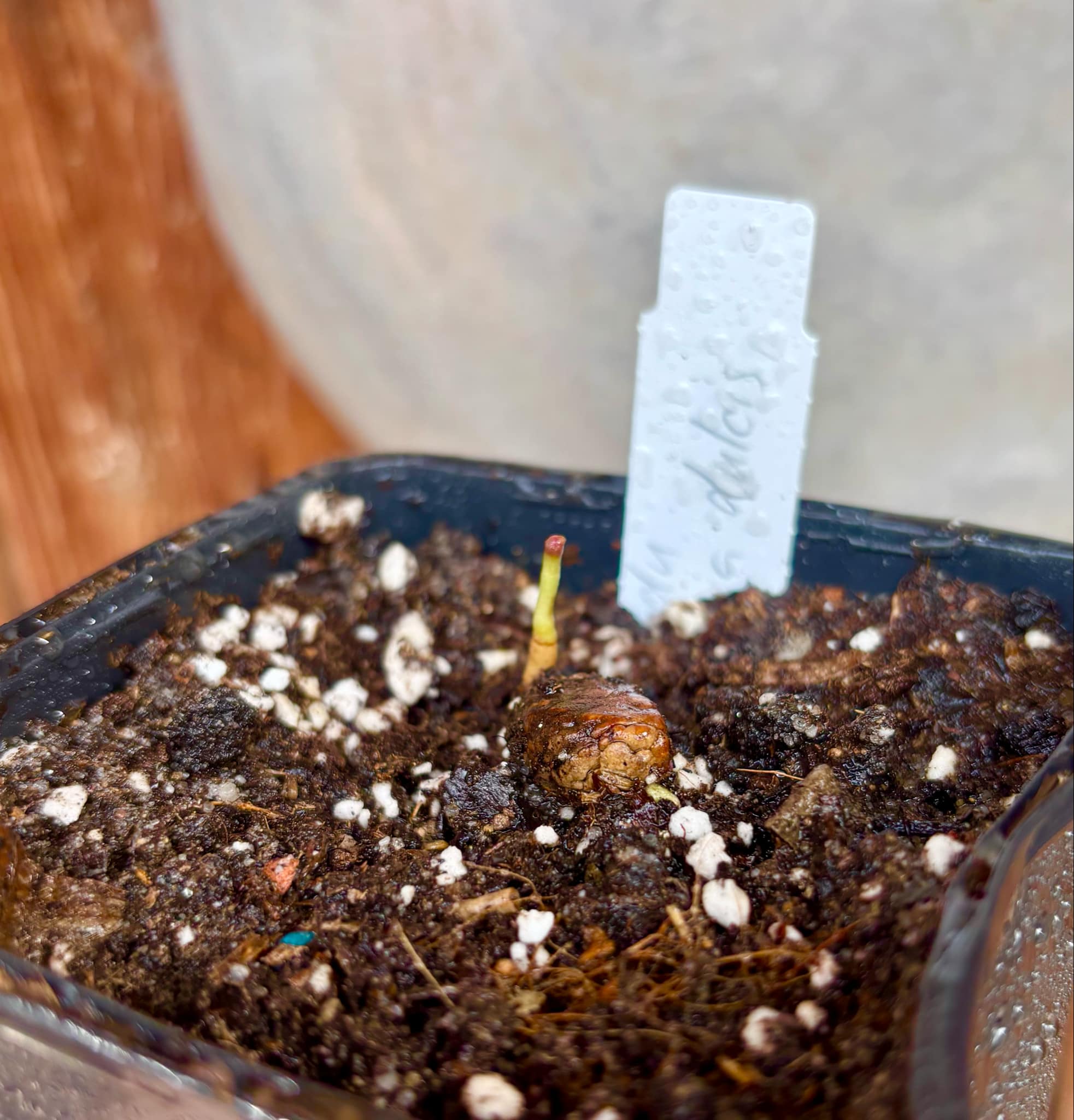 Garcinia dulcis - Mundu  - 1 small potted seedling / 1 kleiner, getopfter Sämling