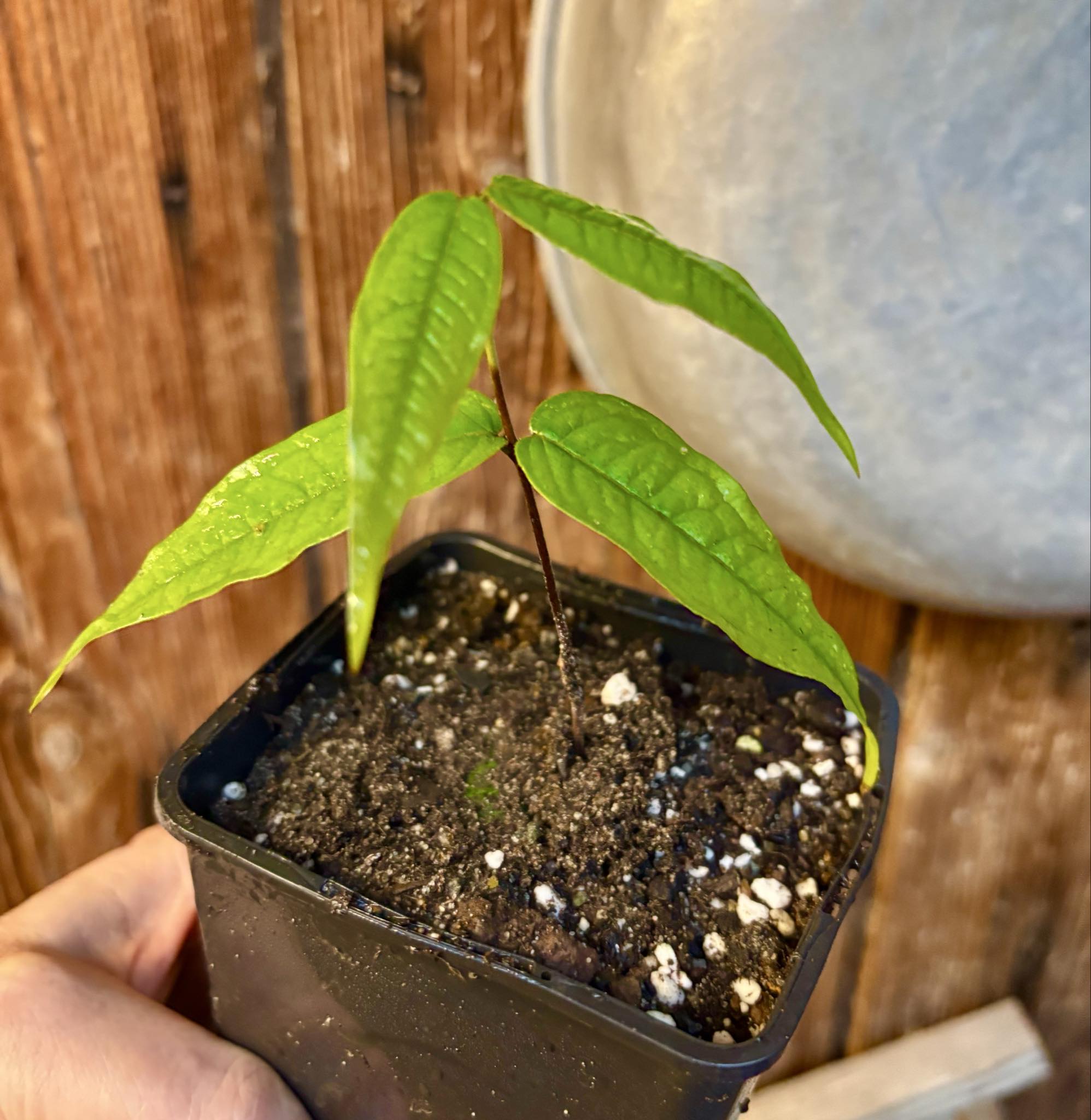 Plinia aureana "Branca Costada"  - 1 rooted, potted cutting / 1 bewurzelter, getopfter Steckling