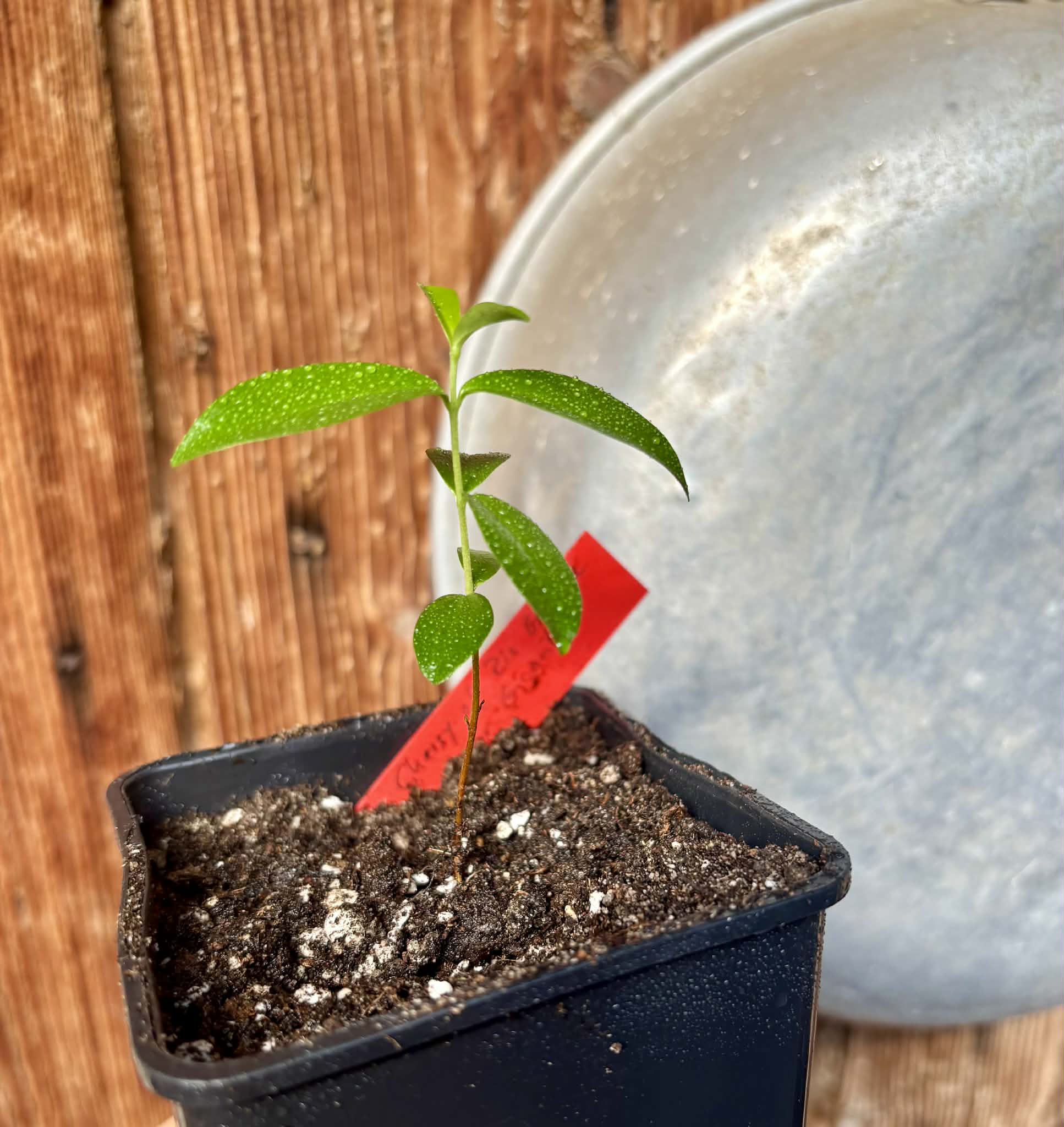 Cherry of Rio Grande var. Gigante (Eugenia involucrata) - 1 potted seedling / 1 getopfter Sämling