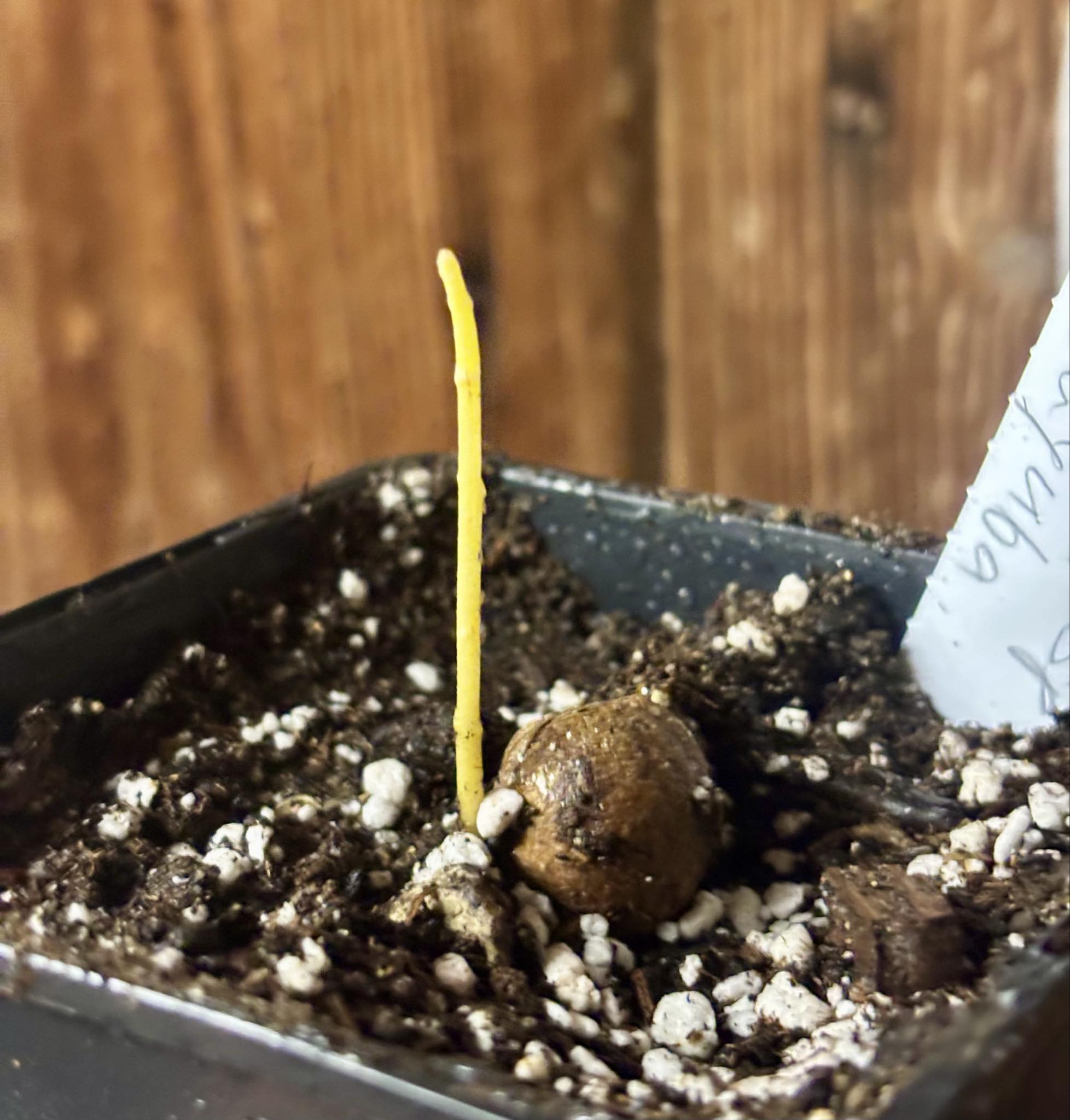 Eugenia sp Itayuba - 1 potted seedling / 1 getopfter Sämling