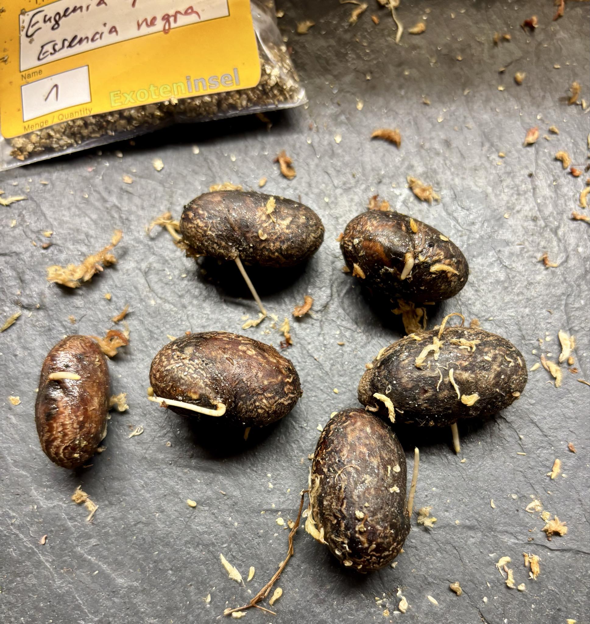 Eugenia sp Essencia negra - 1 germinated seed / 1 gekeimter Samen Eugenia sp Essencia negra - 1 germinated seed / 1 gekeimter Samen