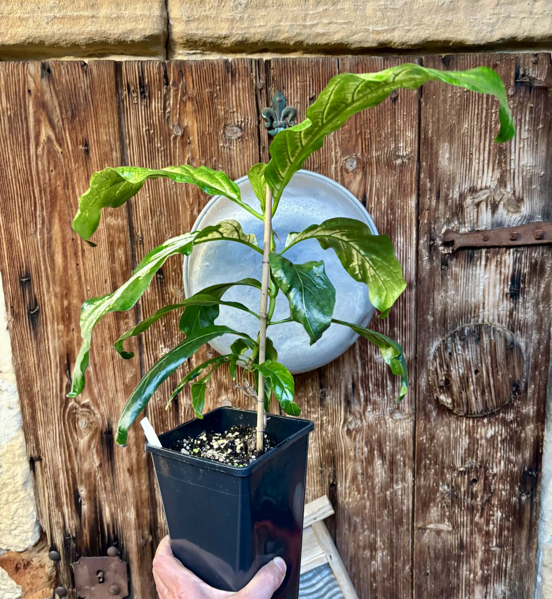 Noni Variegated (Morinda citrifolia) - 1 potted plant / 1 getopfte Pflanze