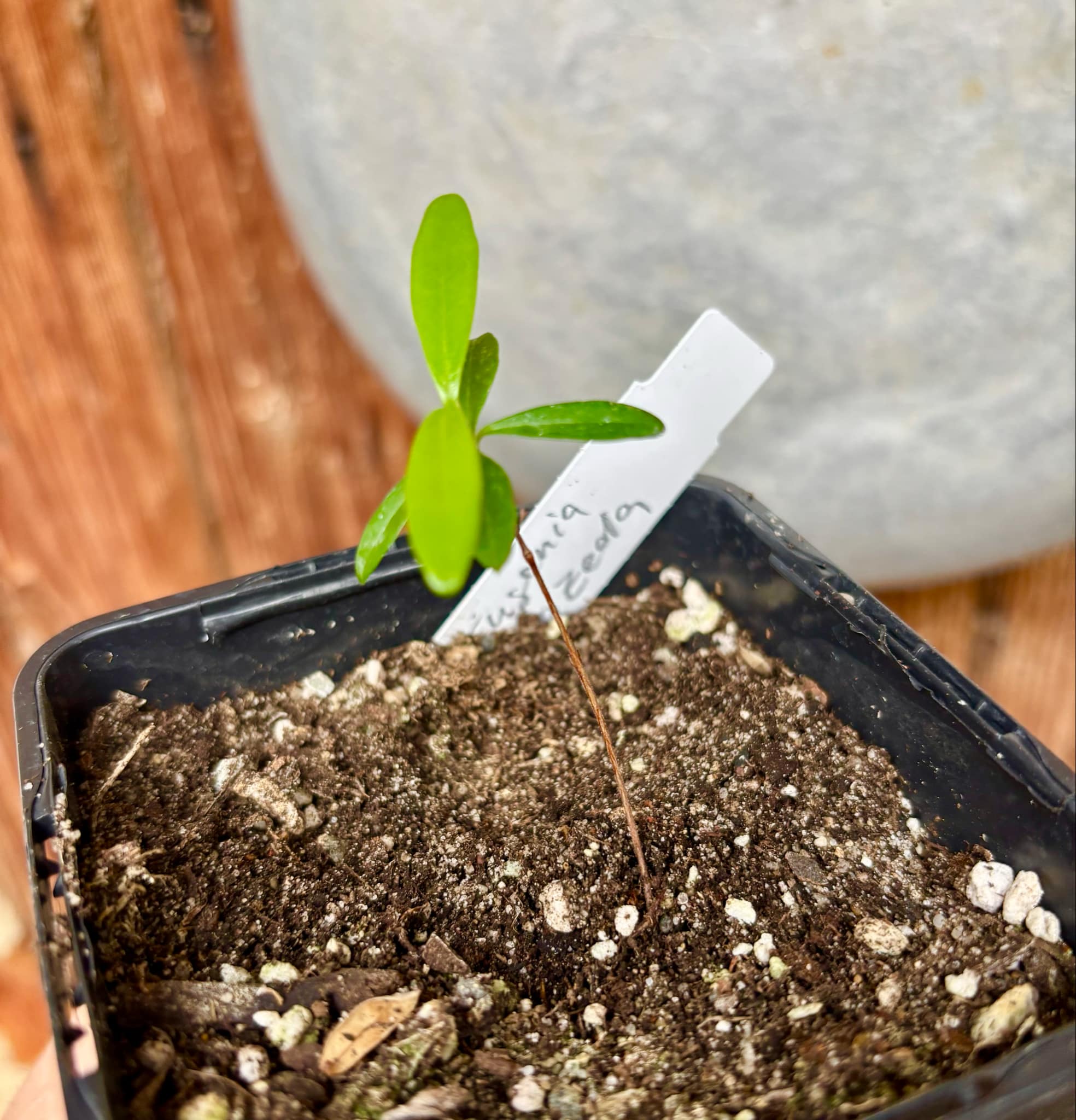 Eugenia azeda - 1 small potted seedlig / 1 kleiner, getopfter Sämling Eugenia azeda - 1 small potted seedlig / 1 kleiner, getopfter Sämling