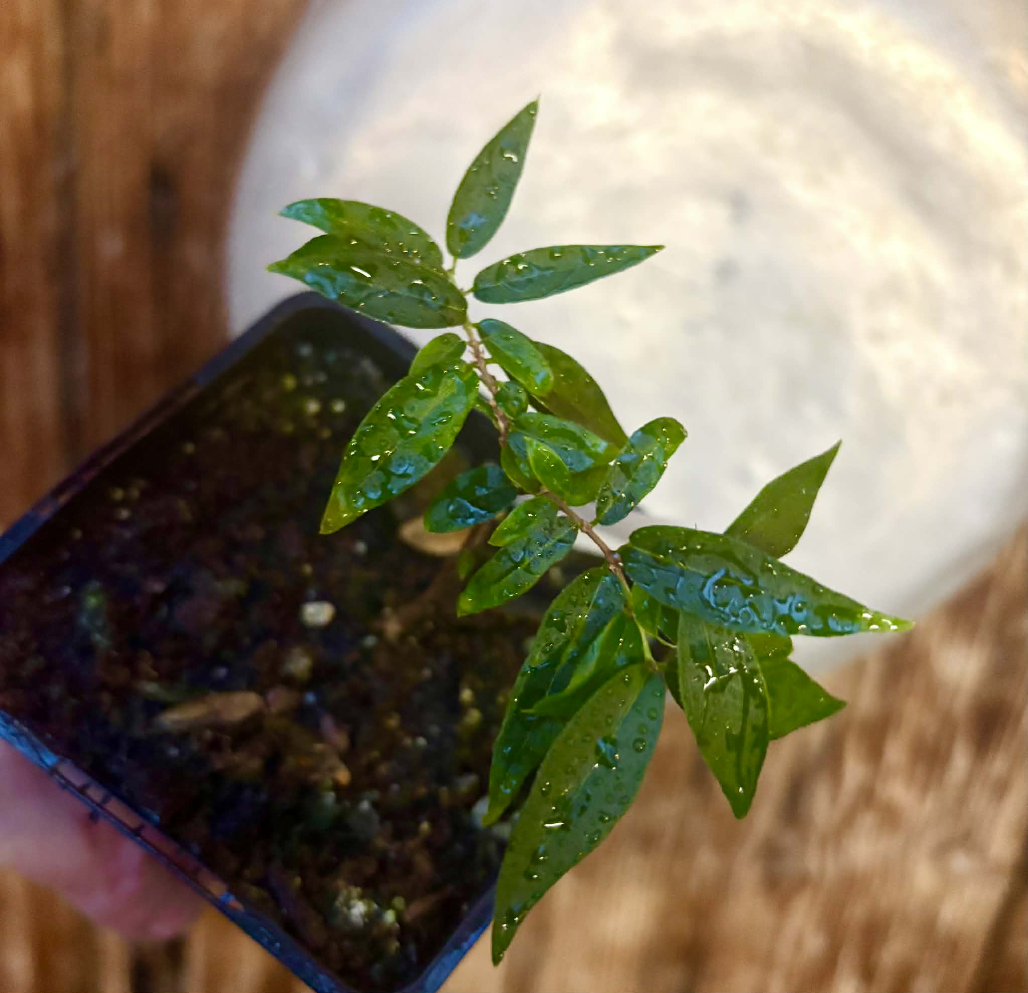 Plinia sp Lagoa black -  1 potted plant / 1 getopfte Pflanze