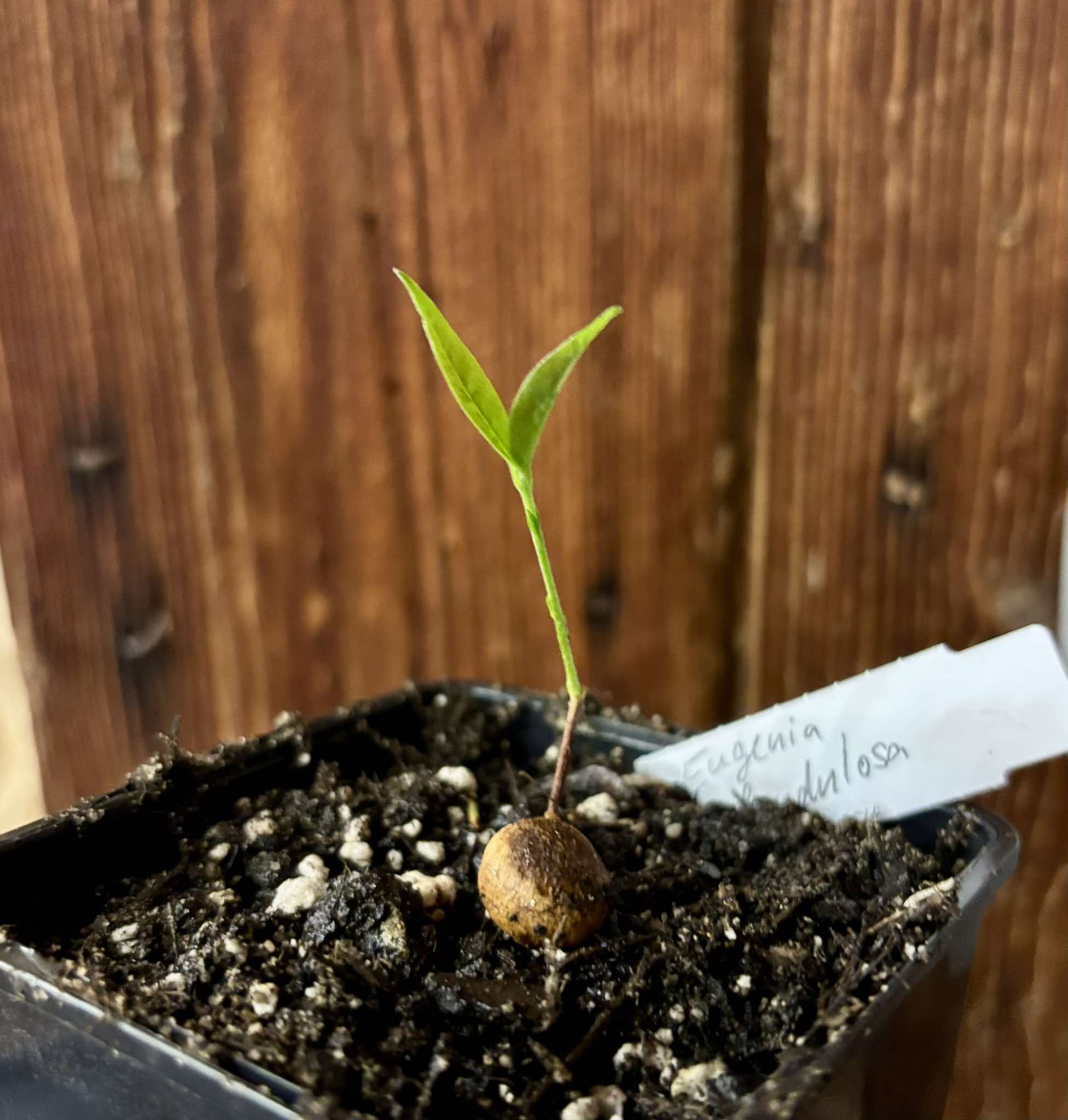 Eugenia glandulosa - Ubaia amarela - 1 small potted seedling / 1 kleiner, getopfter Sämling Eugenia glandulosa - Ubaia amarela - 1 small potted seedling / 1 kleiner, getopfter Sämling