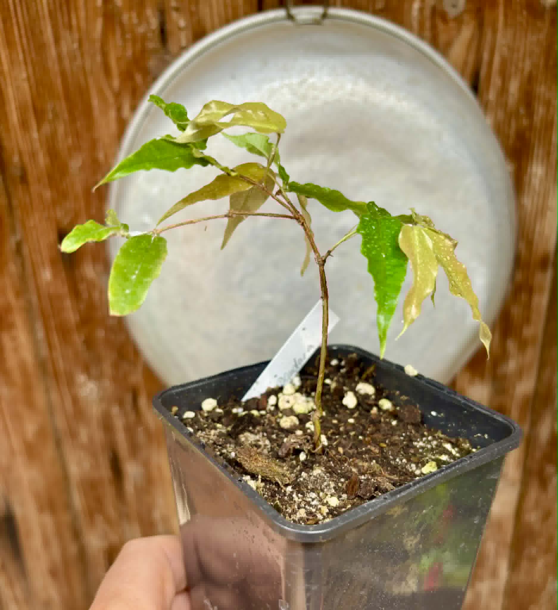 Plinia sp Dandara -  1 potted seedling / 1 getopfter Sämling