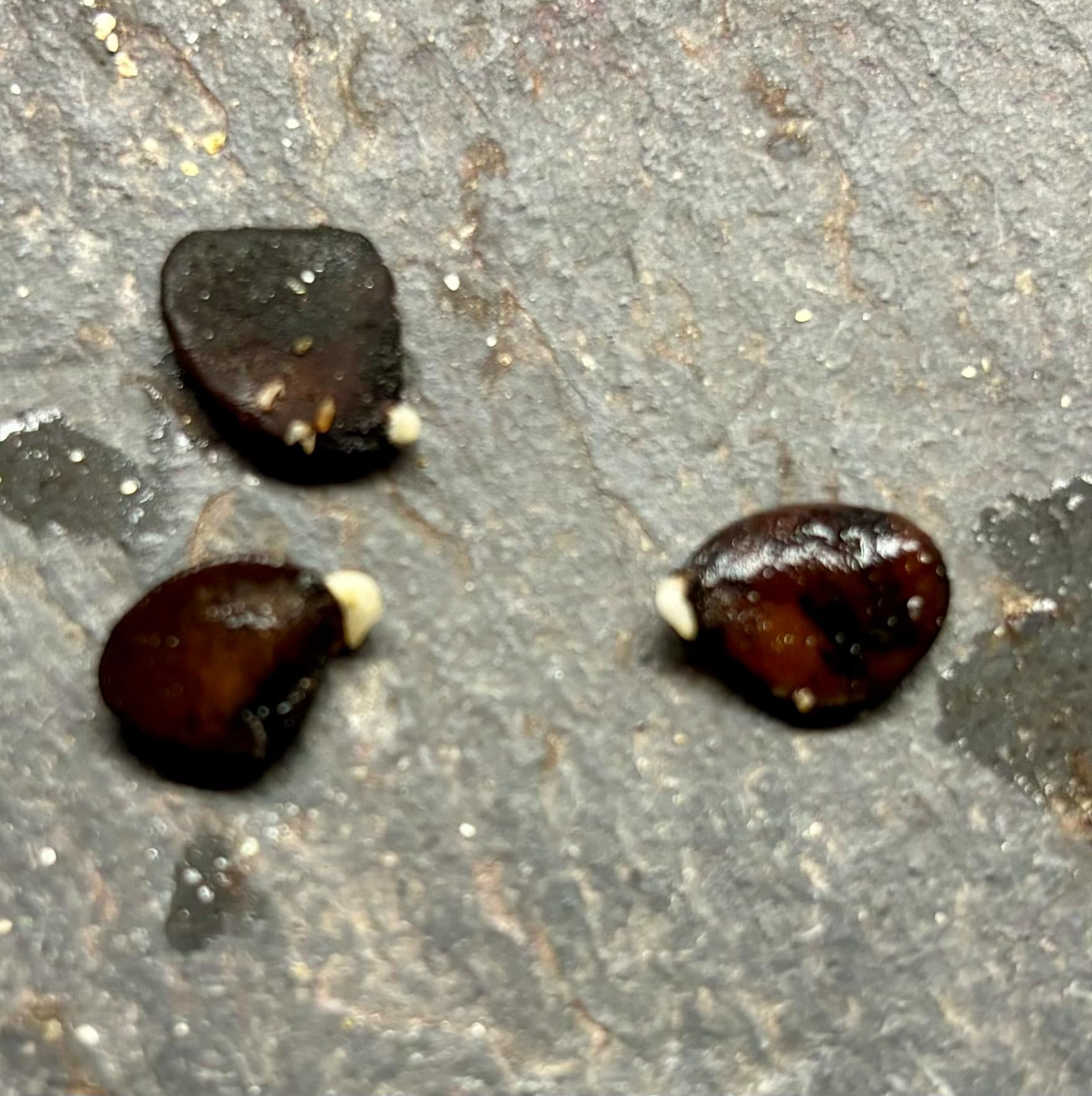 Tringuapa (Geissospermum laeve)  - 1 germinated seed / 1 gekeimter Samen