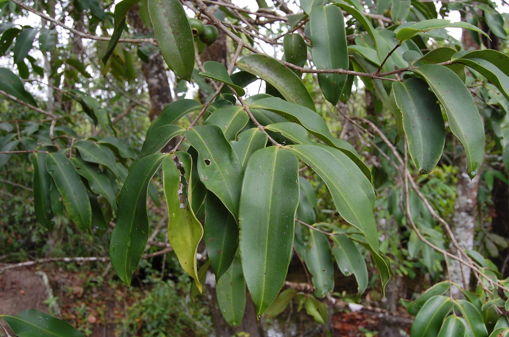 Mouriri glazioviana - Rare exotic plant - Seltene exotische Pflanze