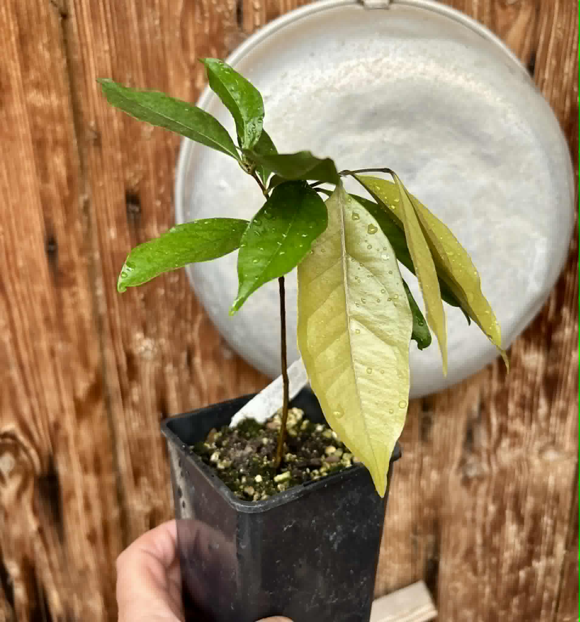 Eugenia sp Belmonte -  1 potted seedling / 1 getopfter Sämling