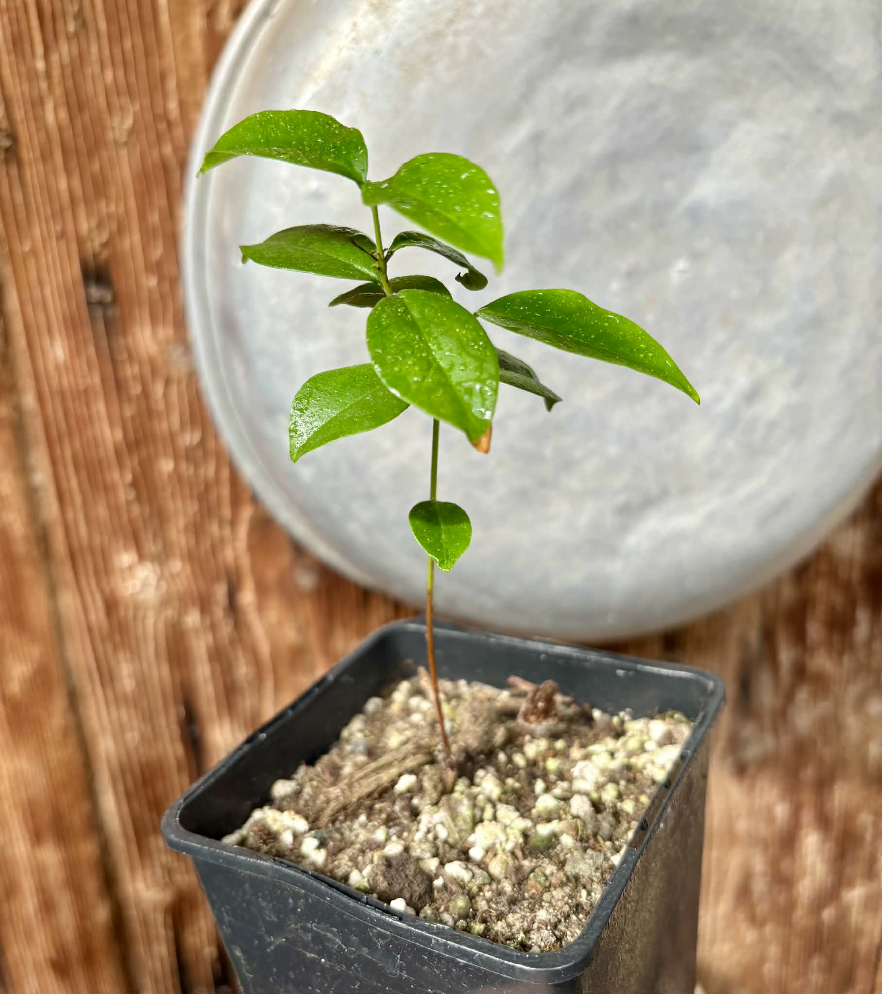 Eugenia zuccarini - 1 potted seedling / 1 getopfter Sämling